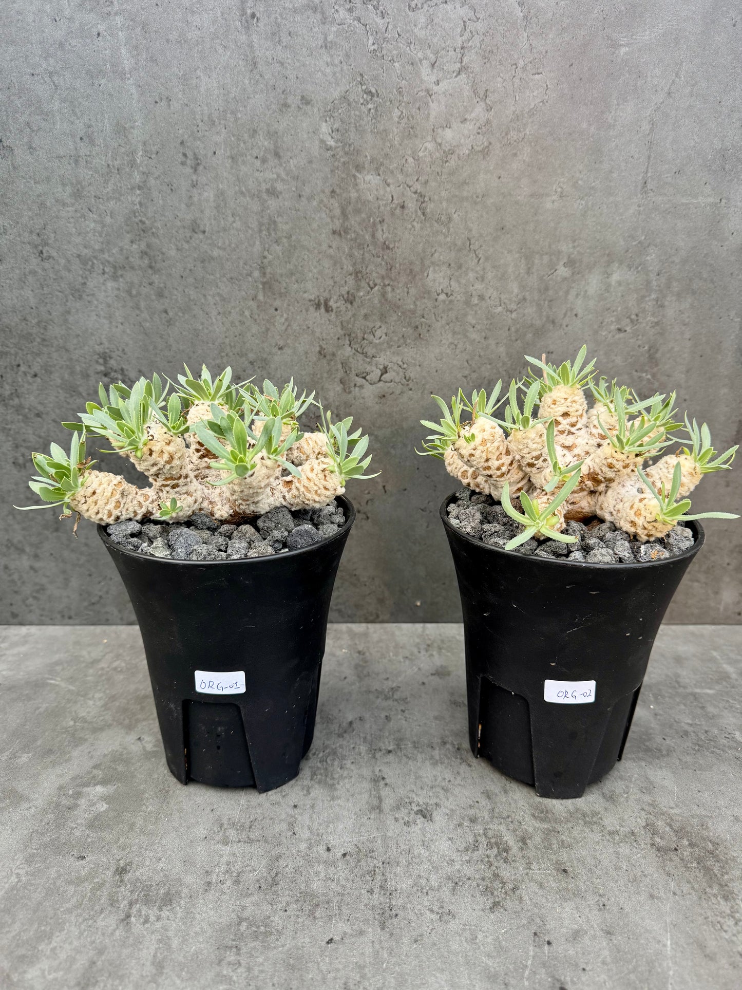 Othonna retrorsa- Riesenmutterpflanzen