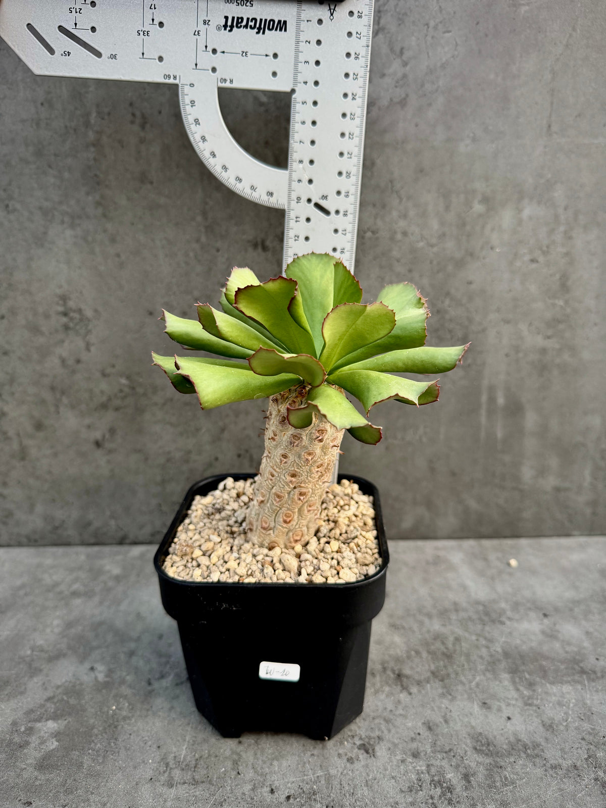 Euphorbia unispina