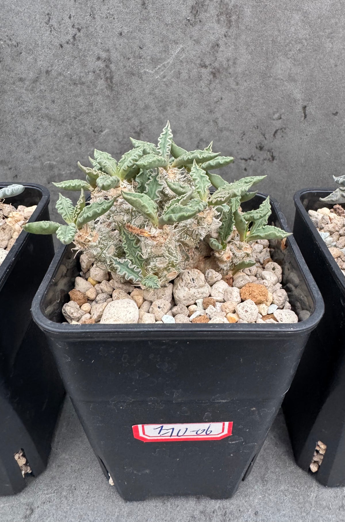 Euphorbia tulearensis