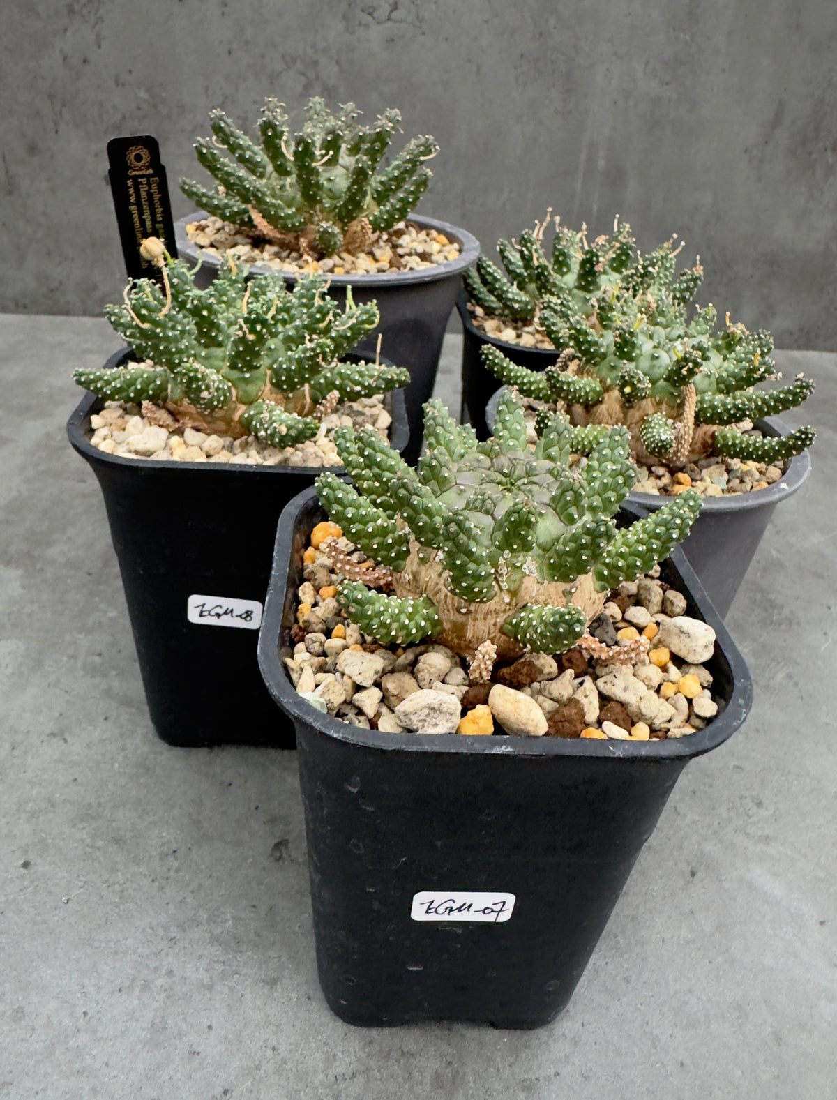 Euphorbia gamkensis