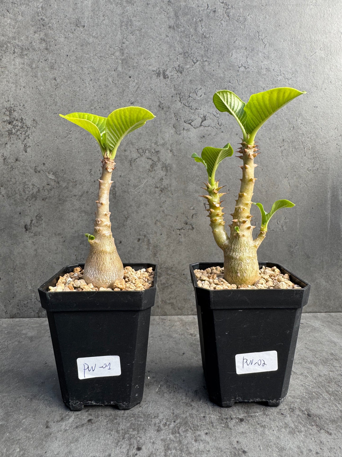 Pachypodium windsorii
