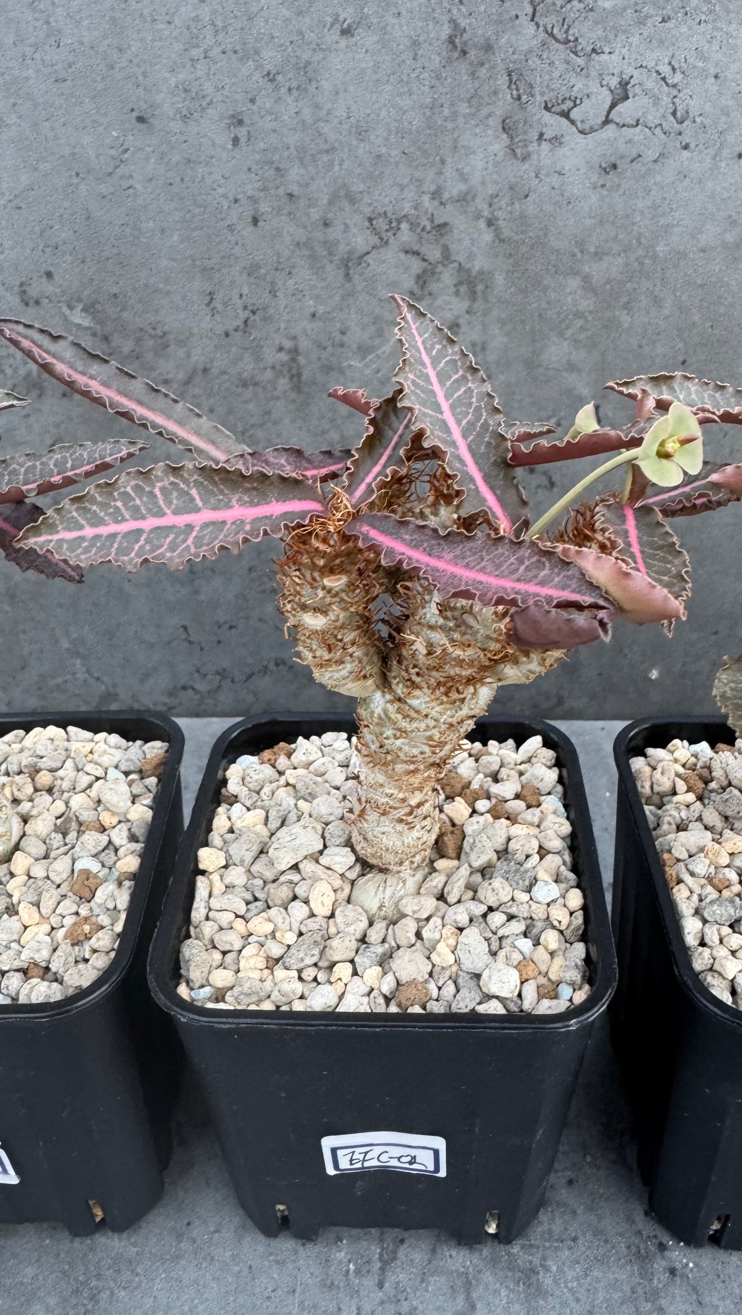 Euphorbia francoisii var. crassicaulis 'Rubrifolia' – robust kultiviert in rein mineralischem Substrat.