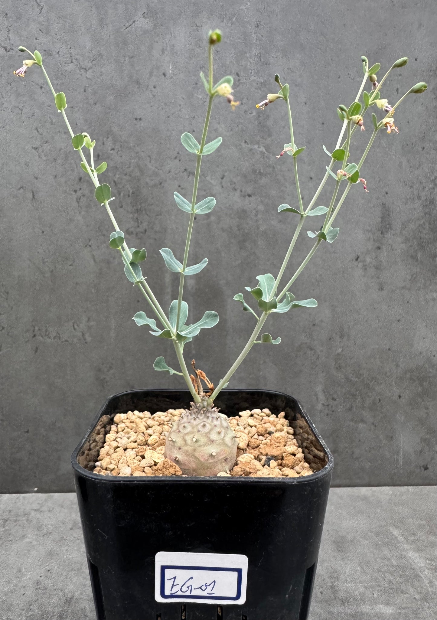 Euphorbia globulicaulis - Blühfähig
