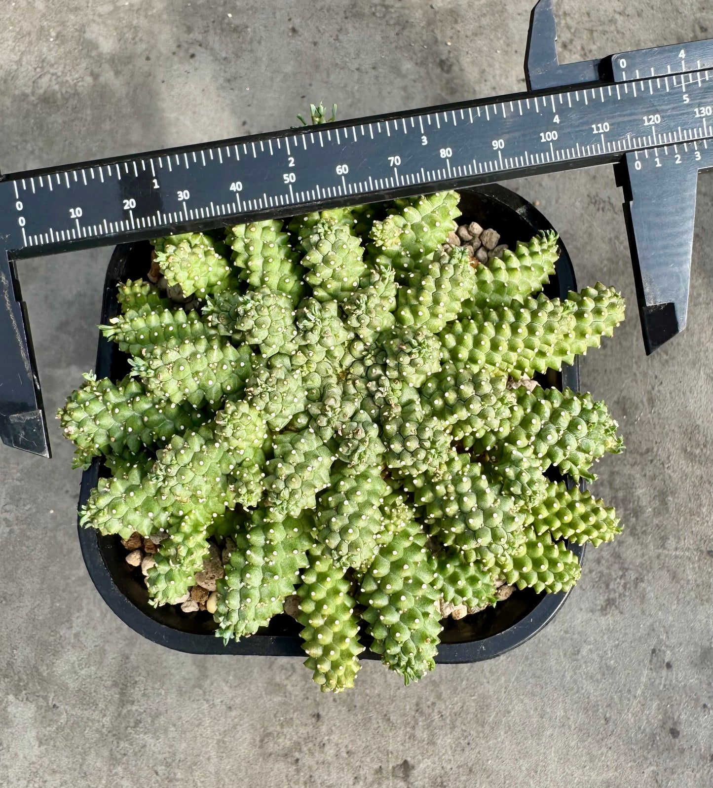 Euphorbia atroviridis
