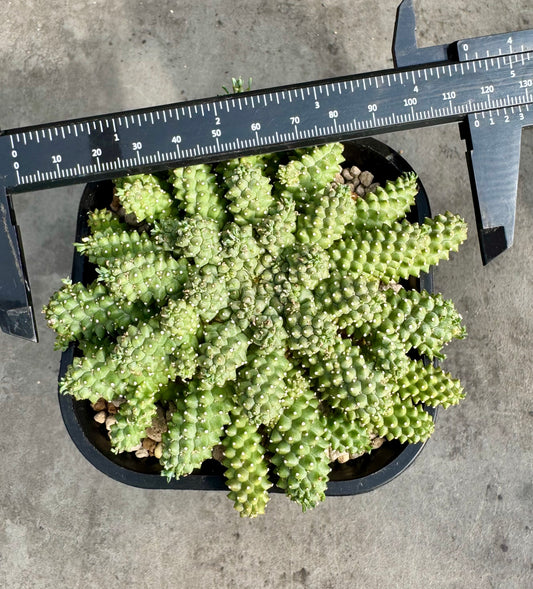 Euphorbia atroviridis