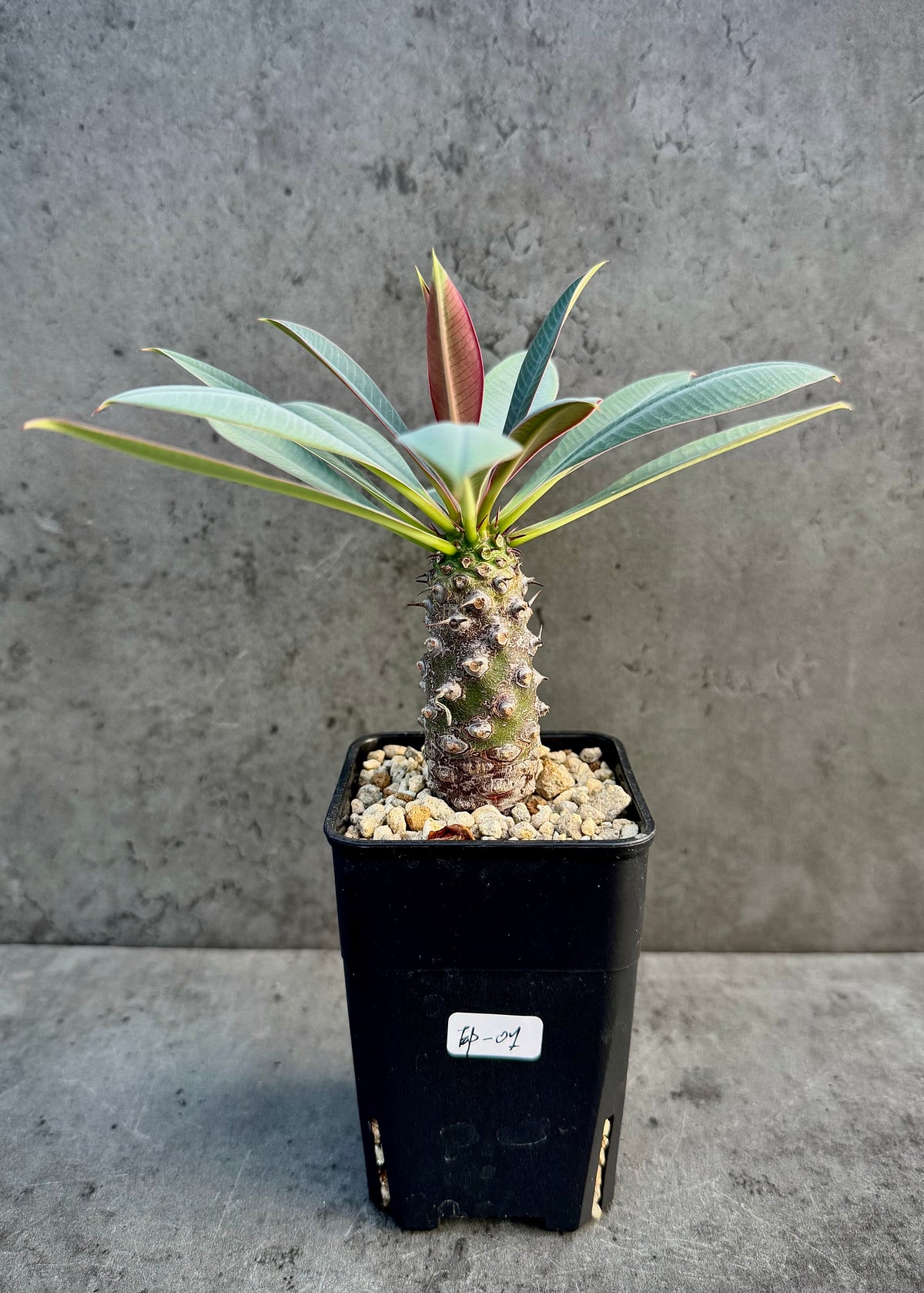 Euphorbia pachypodioides