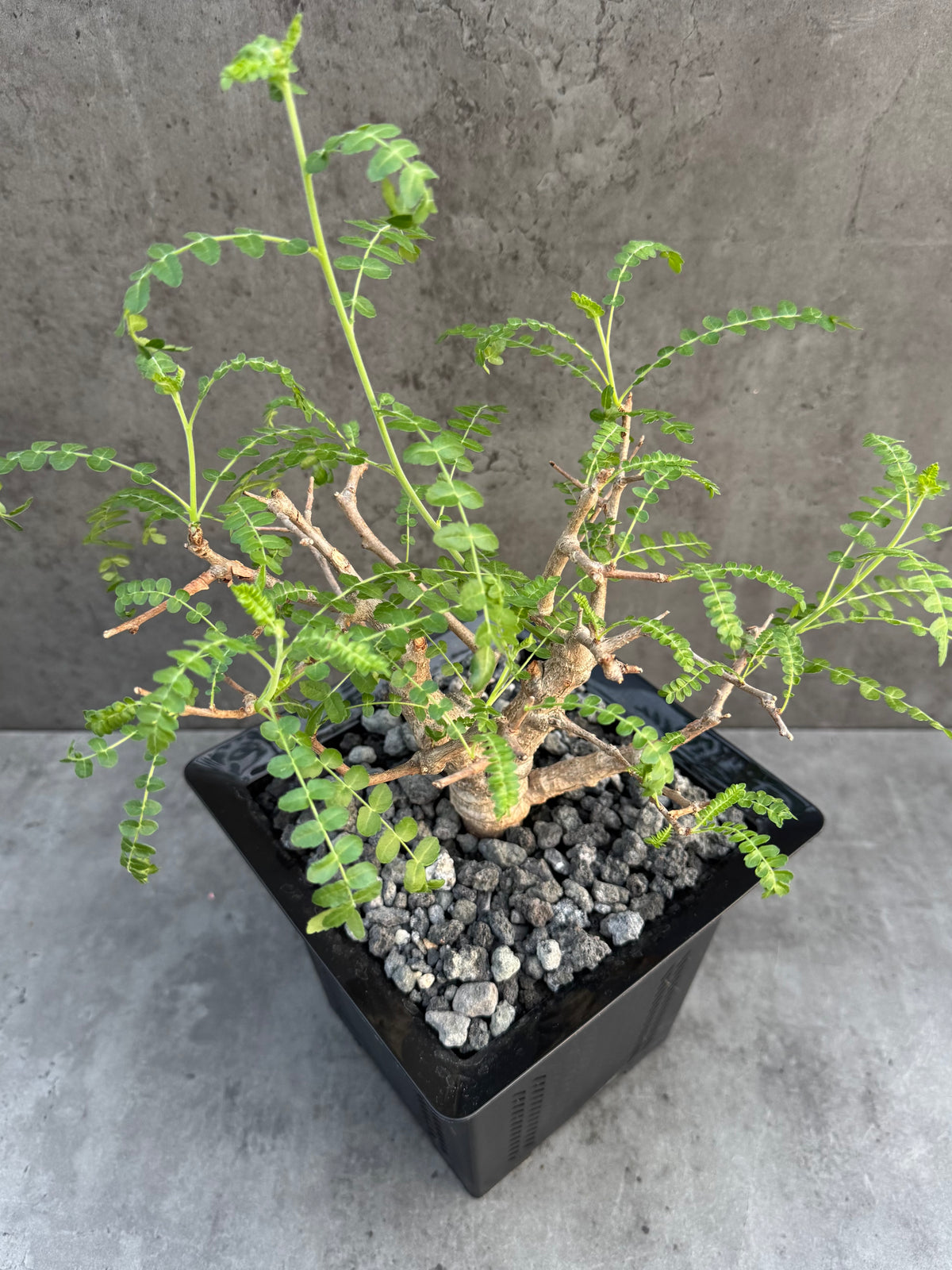 Boswellia neglecta – Afrikanischer Weihrauchbaum - XL Exemplar