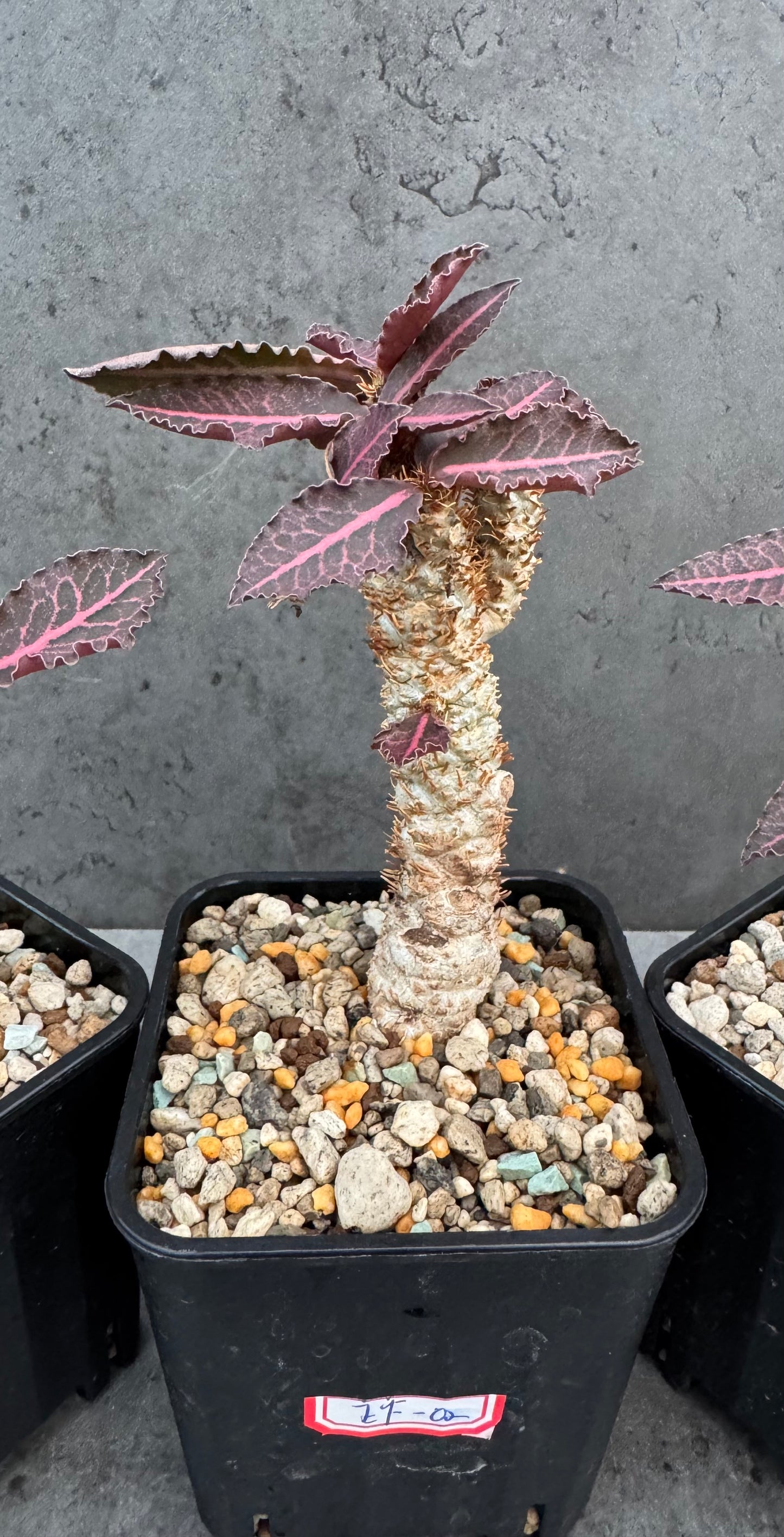 Euphorbia francoisii var. crassicaulis 'Rubrifolia' – robust kultiviert in rein mineralischem Substrat.