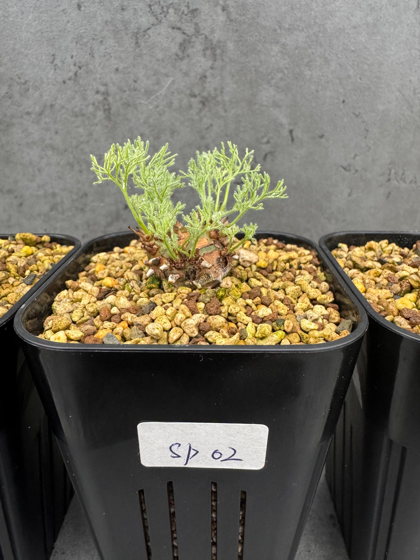 Sarcocaulon peniculinum