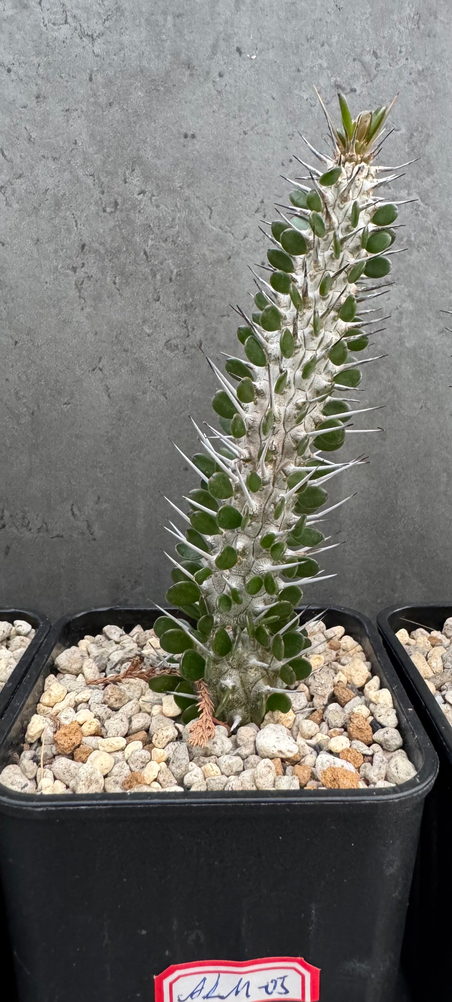 Alluaudia montagnacii