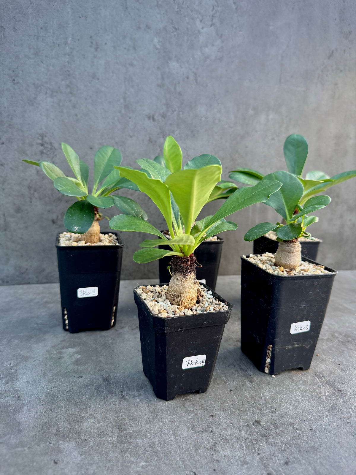Euphorbia ramena