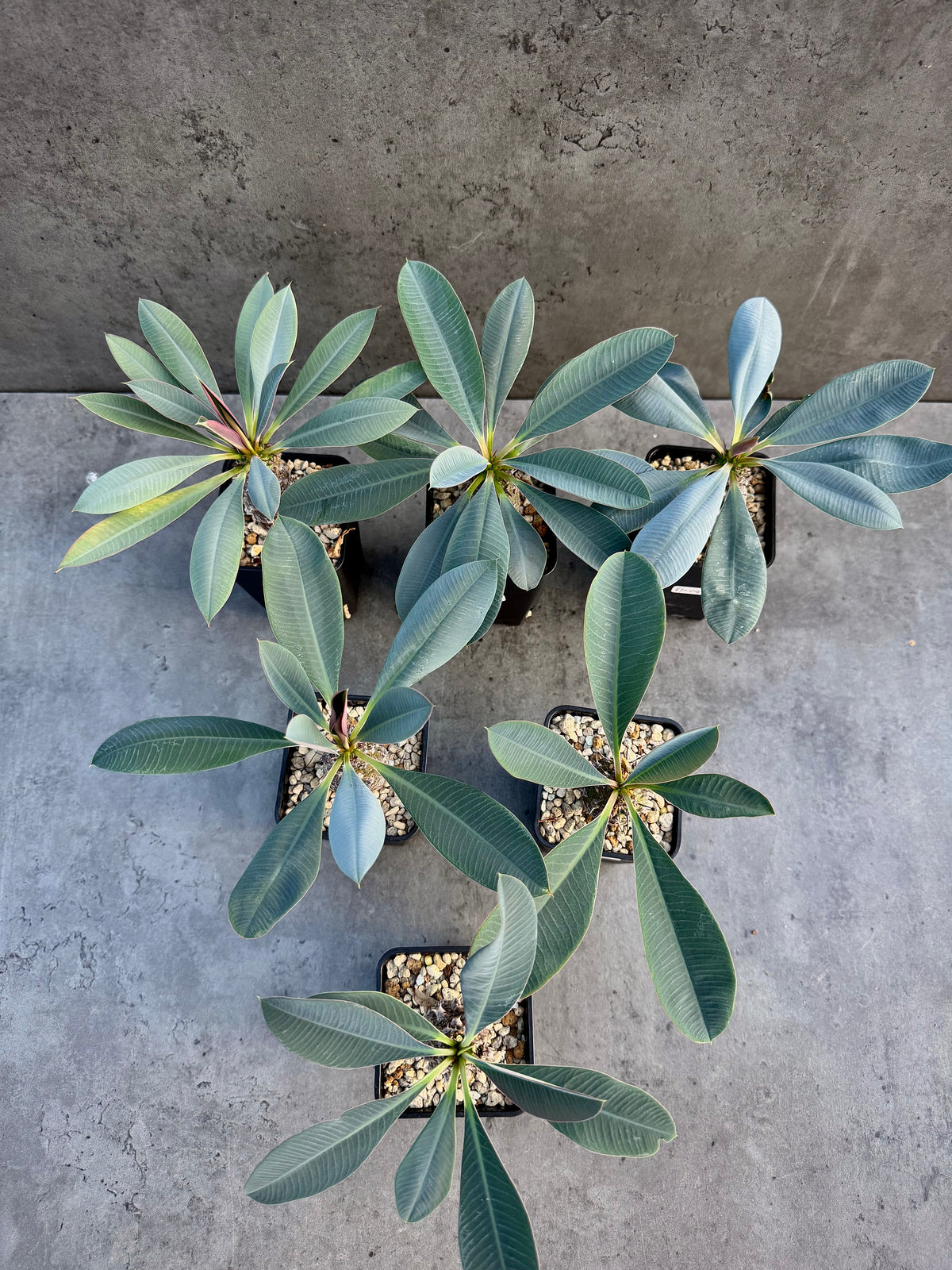 Euphorbia pachypodioides