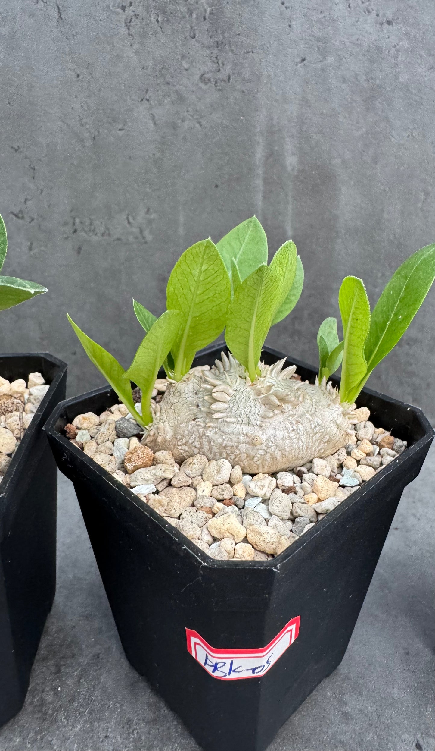 Pachypodium Brevicaule - klein