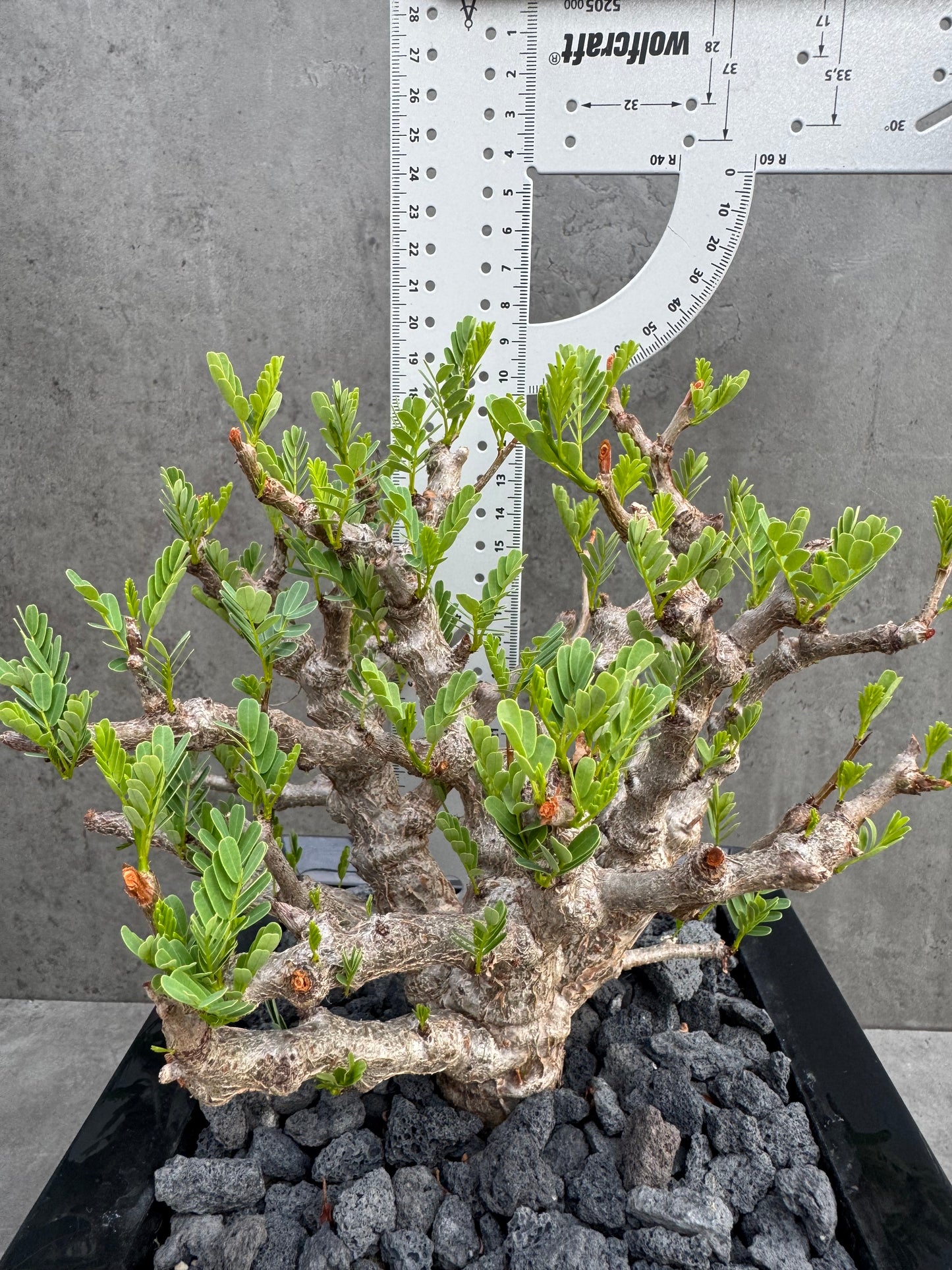 Senna meridionalis - ein exklusives Exemplar!