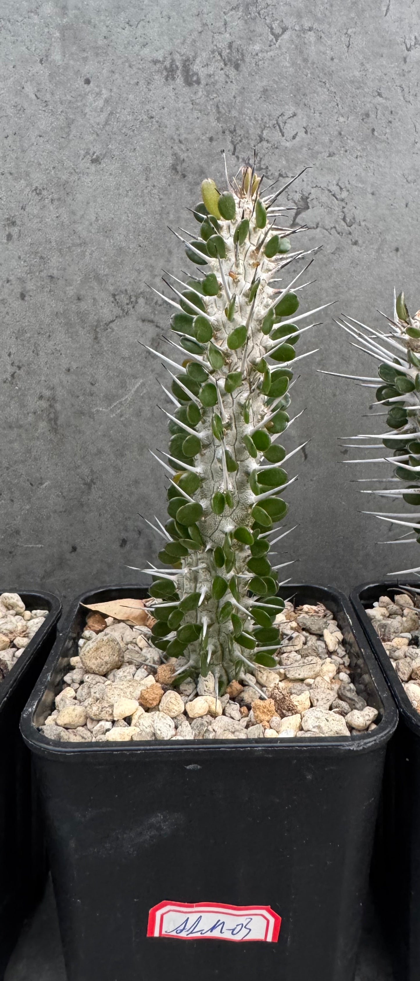 Alluaudia montagnacii