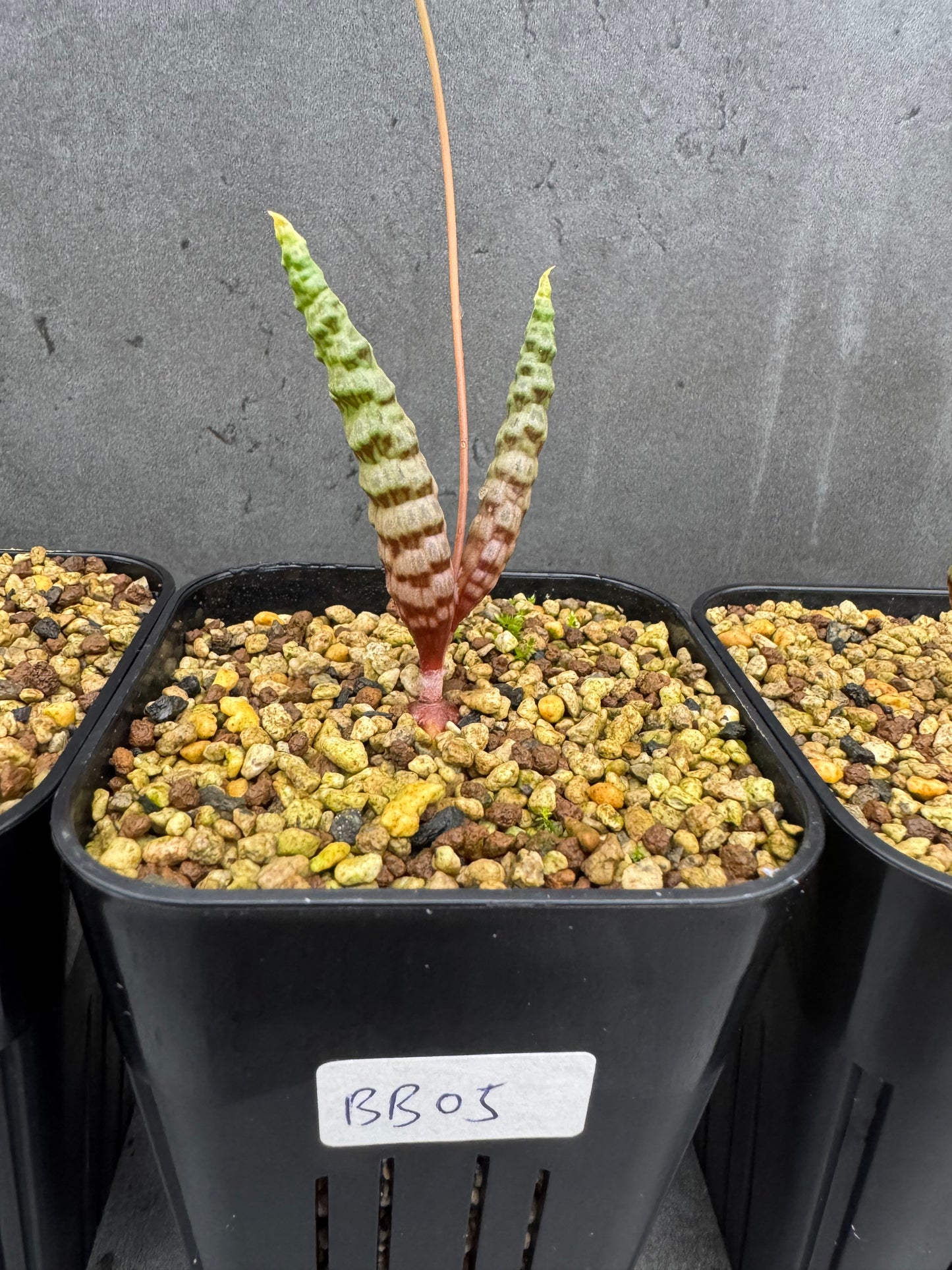 Bubine bruynsii - Rarität aus Namaqualand