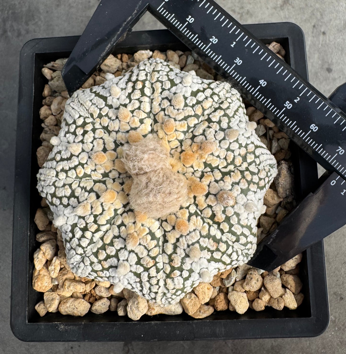 Astrophytum asterias miracle