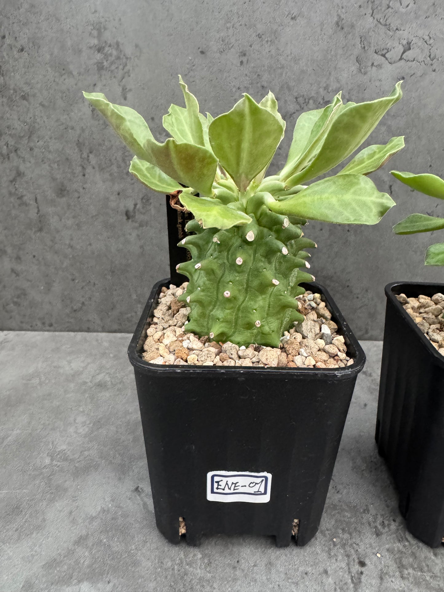 Euphorbia neoreflexa