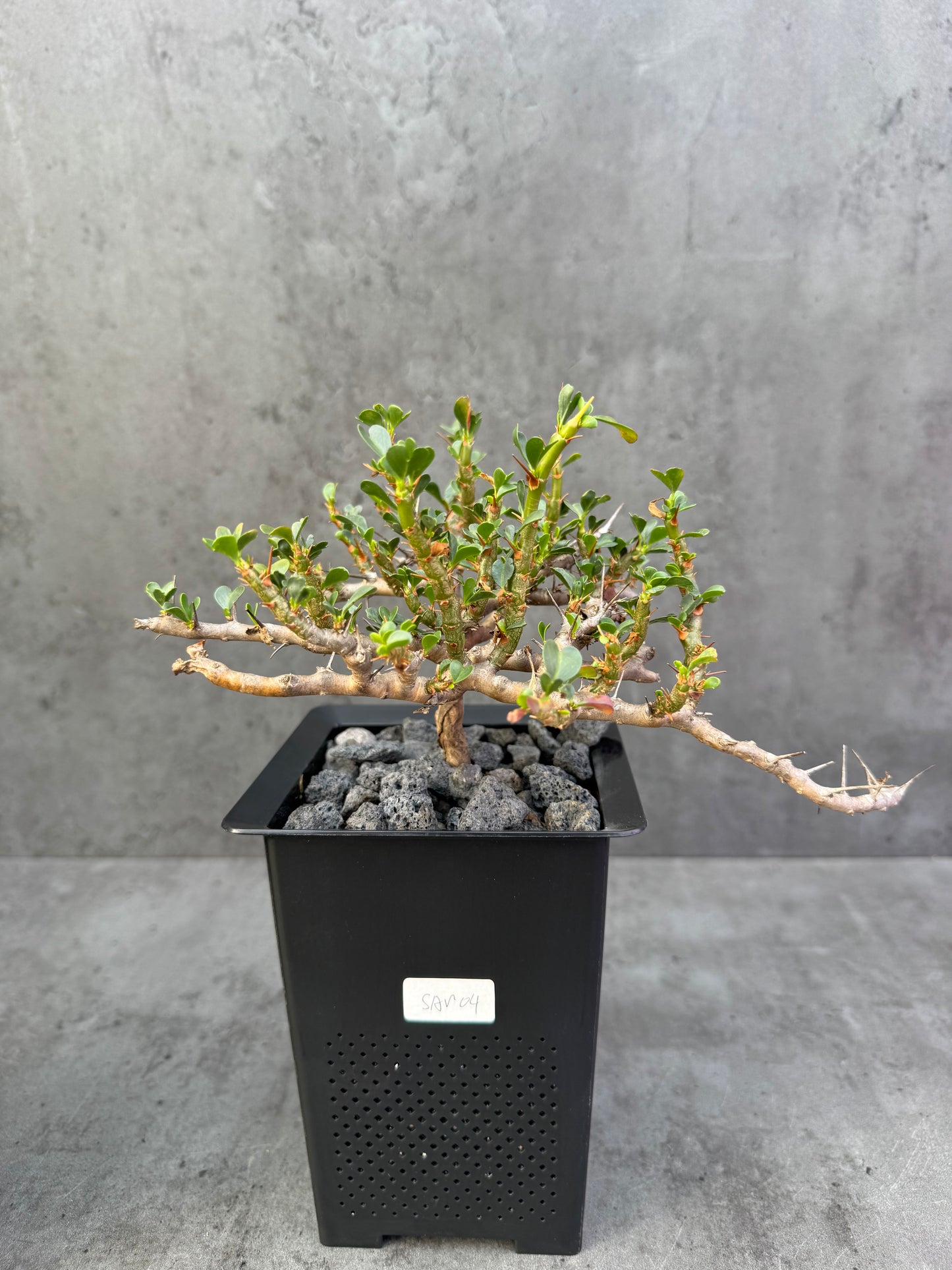 Sarcocaulon vanderietiae