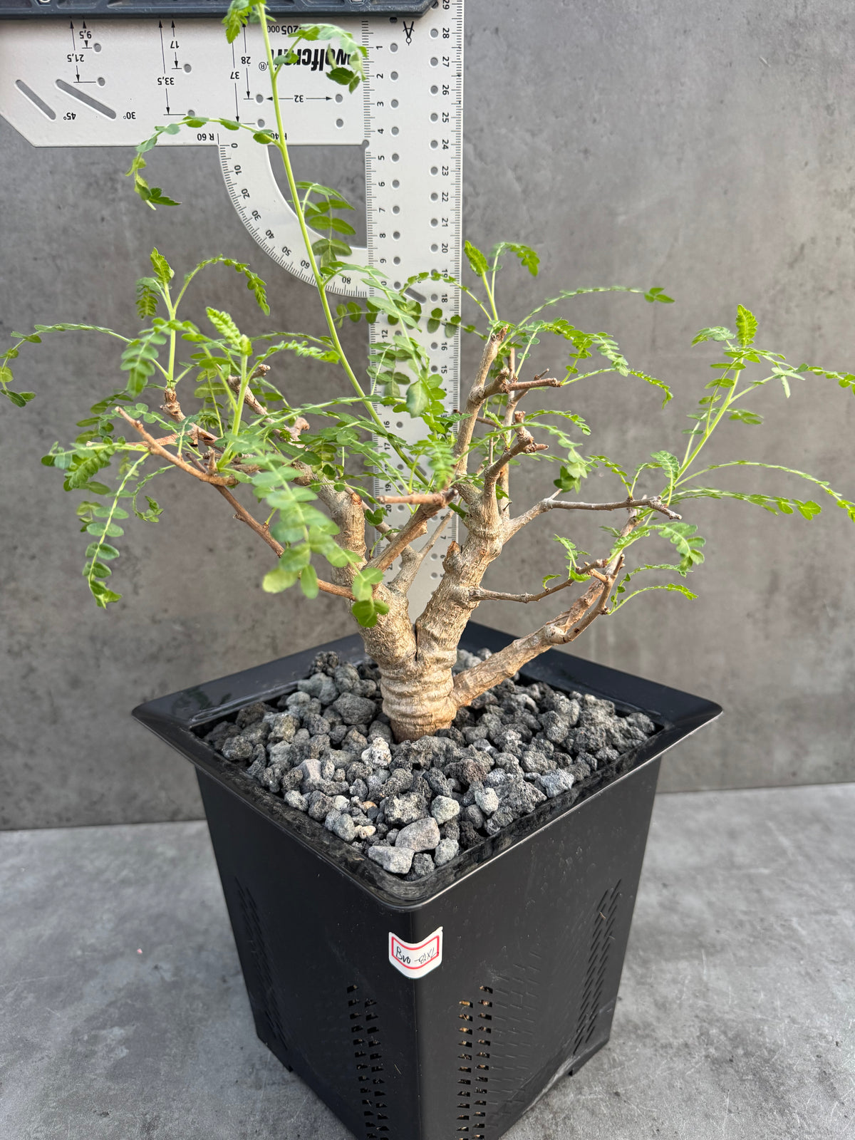 Boswellia neglecta – Afrikanischer Weihrauchbaum - XL Exemplar