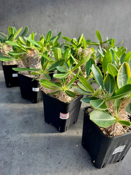 Pachypodium densiflorum