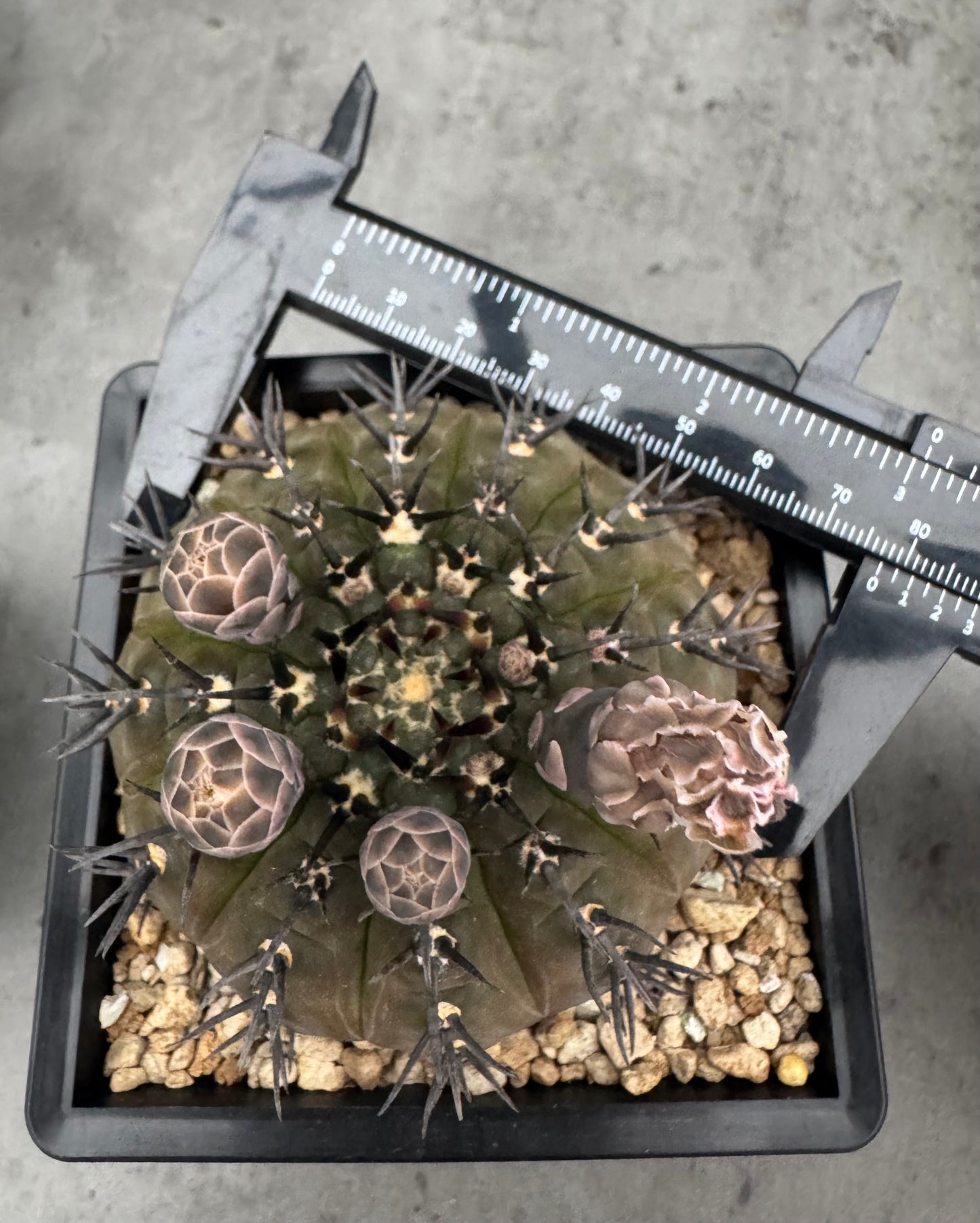 Gymnocalycium asterium nigrispina - großes Exemplar