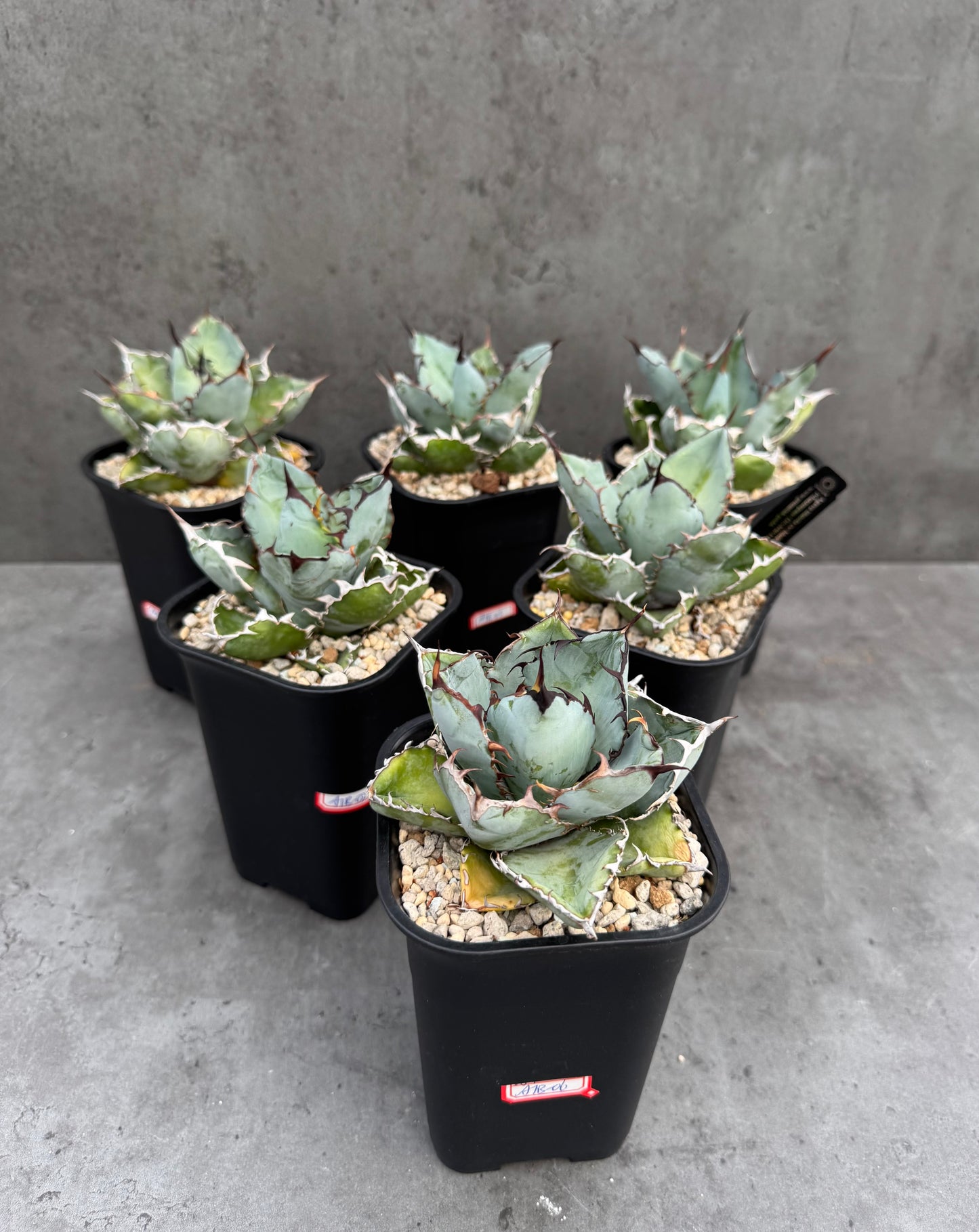 Agave Titanota cv. Black and Blue