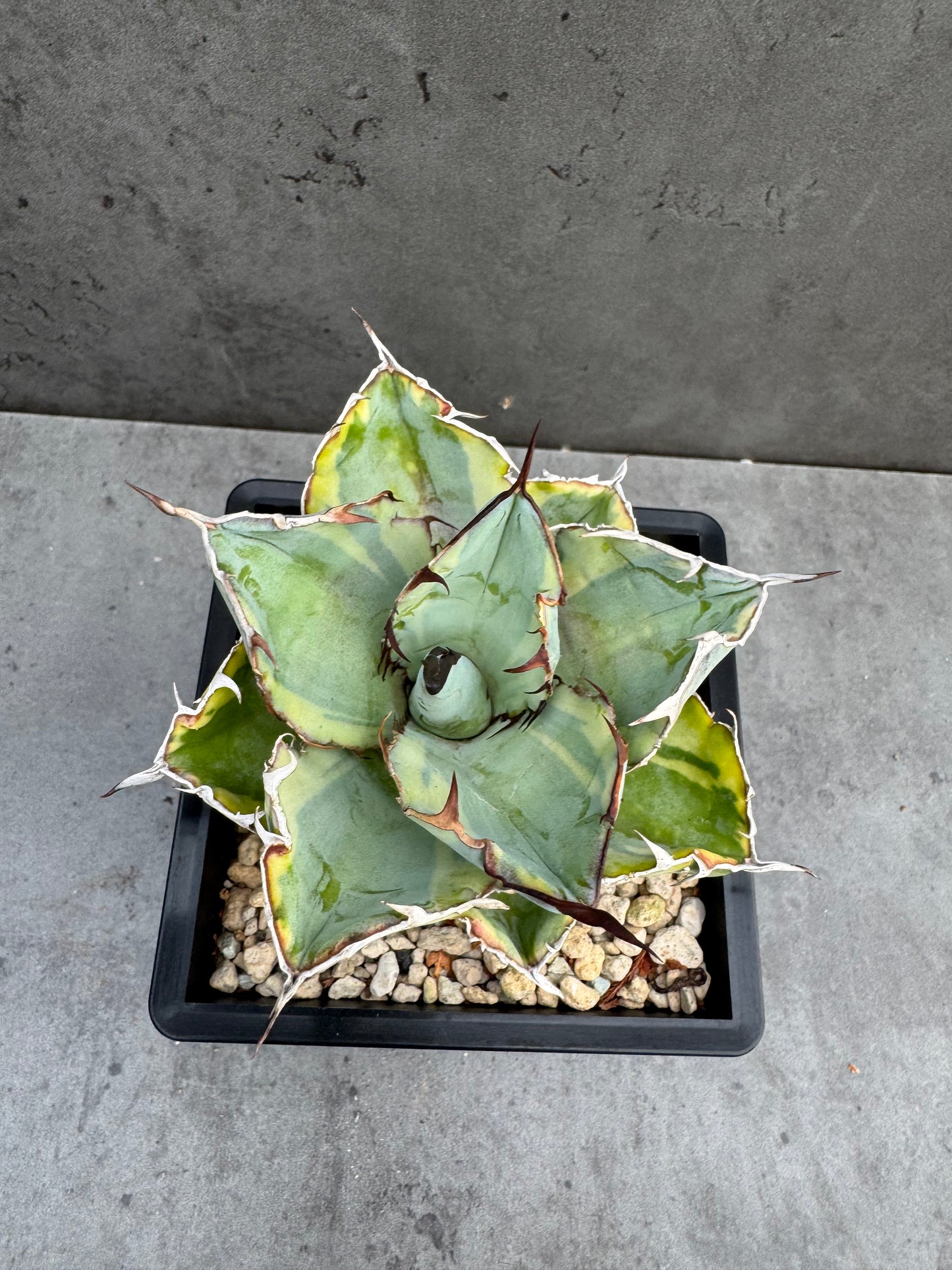 Agave Titanota Black And Blue Variegata