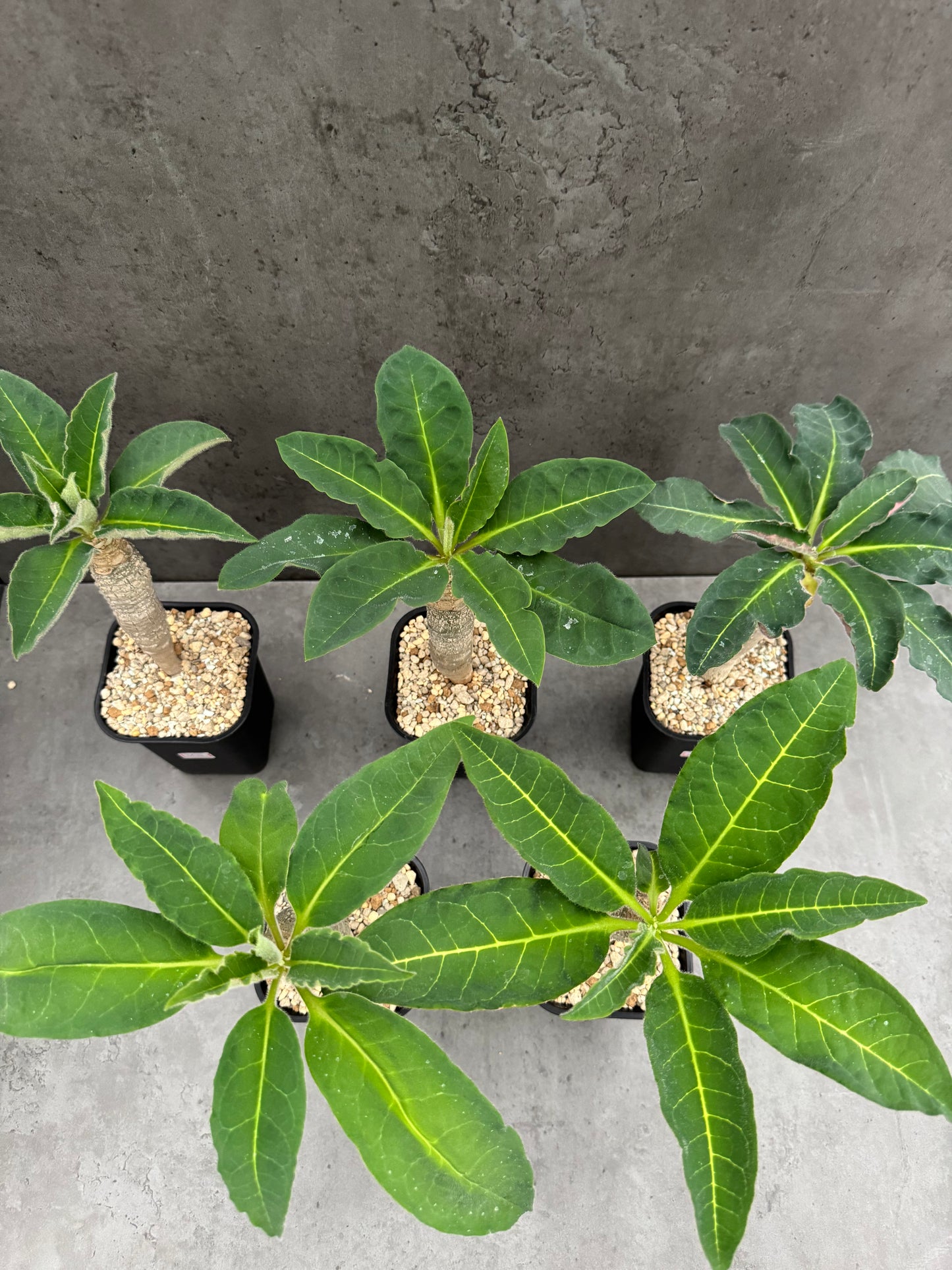 Euphorbia Ankarensis - Große Exemplare