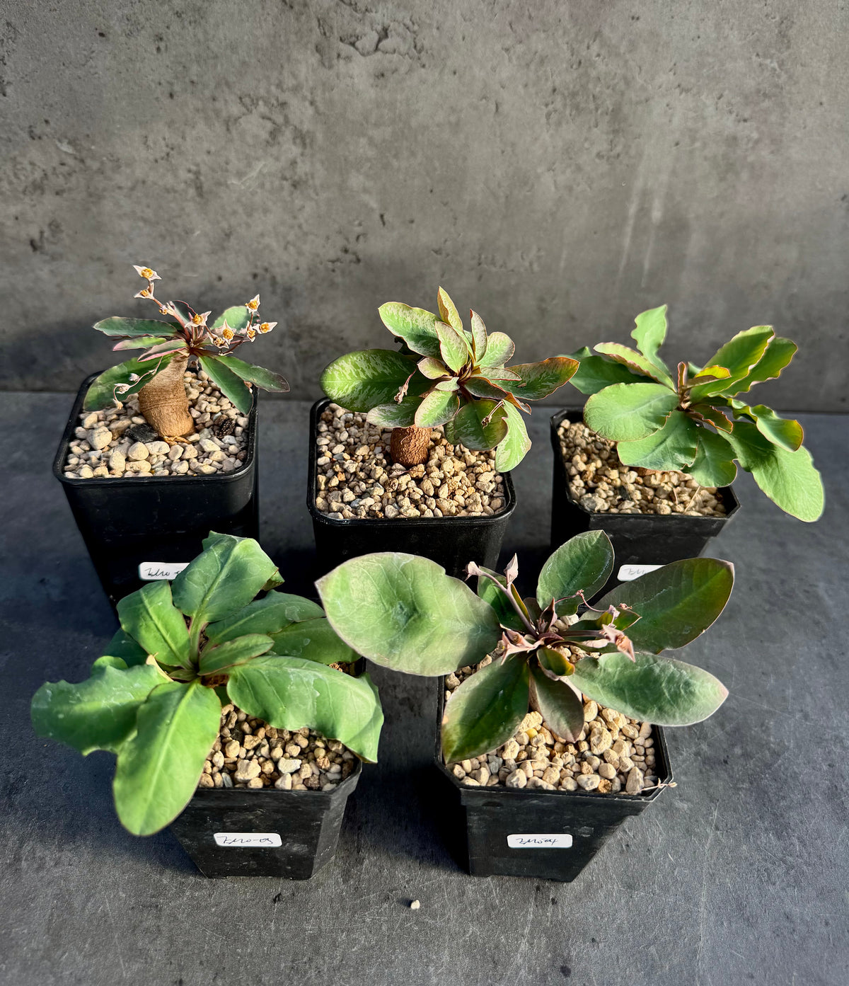 Euphorbia moratii