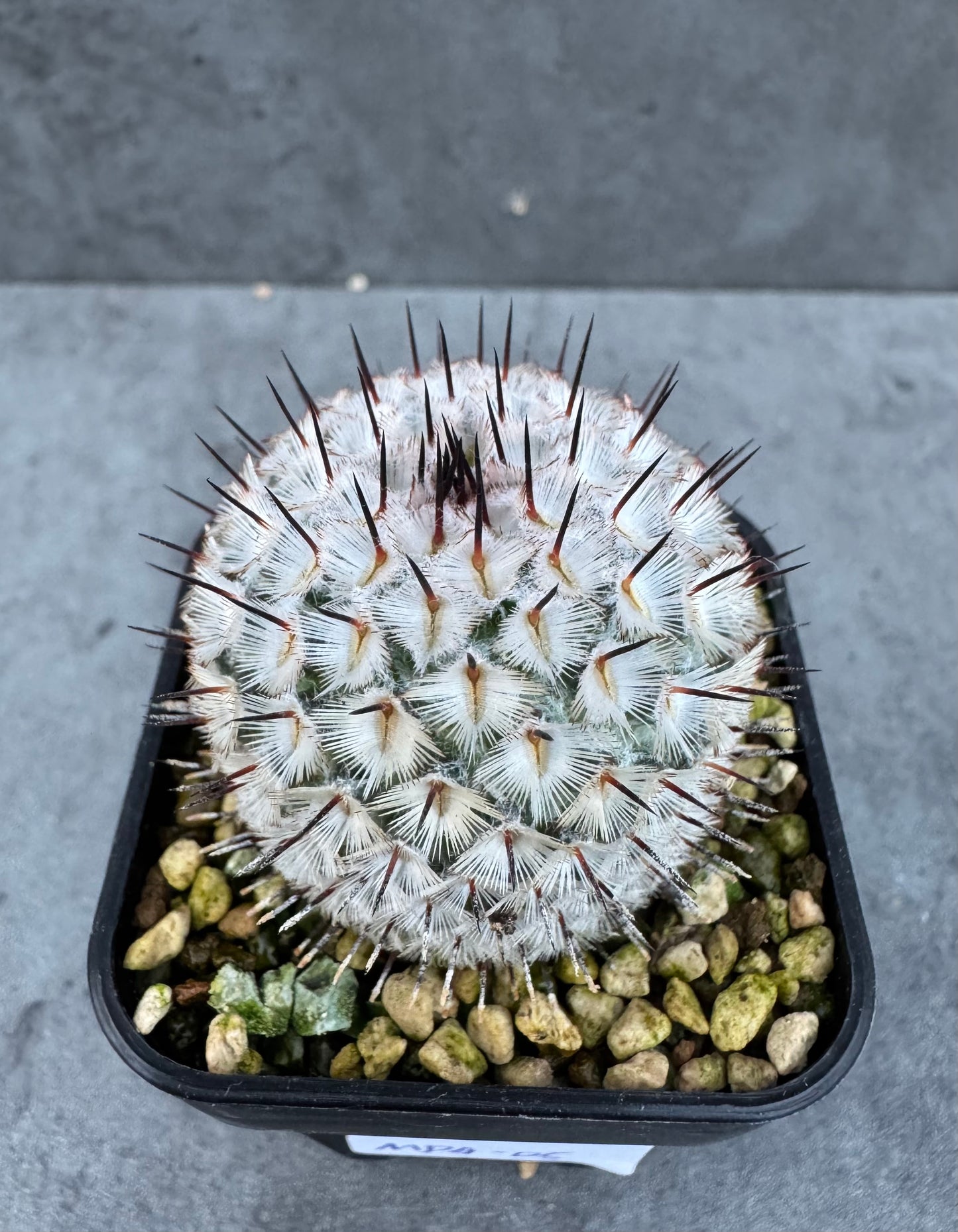 Mammillaria perezdelarosae subsp. andersonii