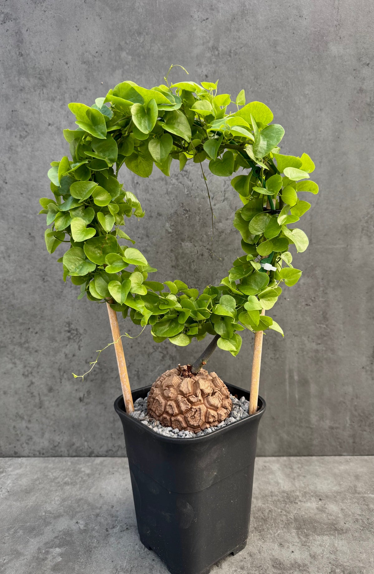 Dioscorea elephantipes – vollständig bewurzeltes Exemplar – Dio-08