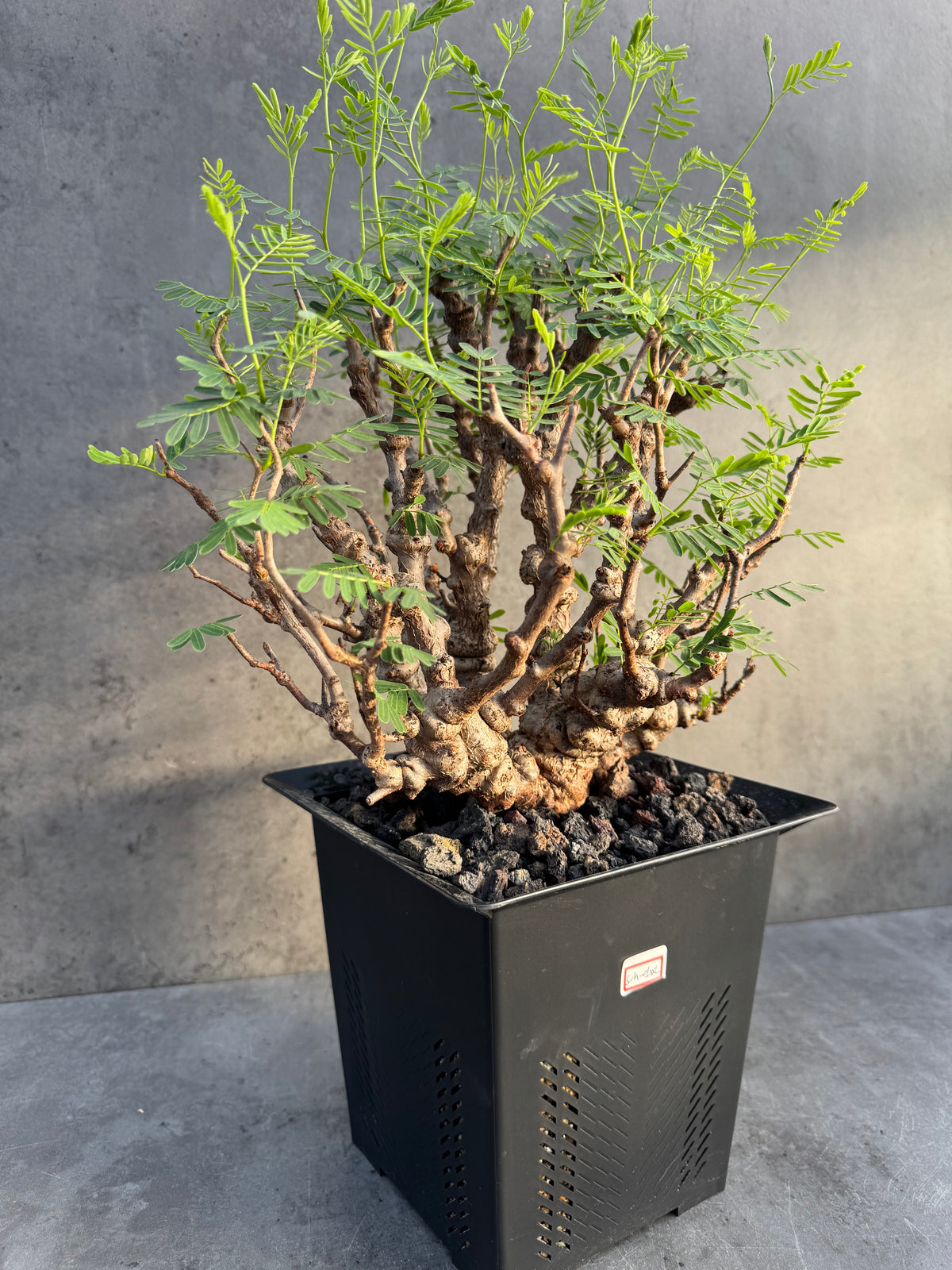 Senna meridionalis XXL - ein exklusives Exemplar!