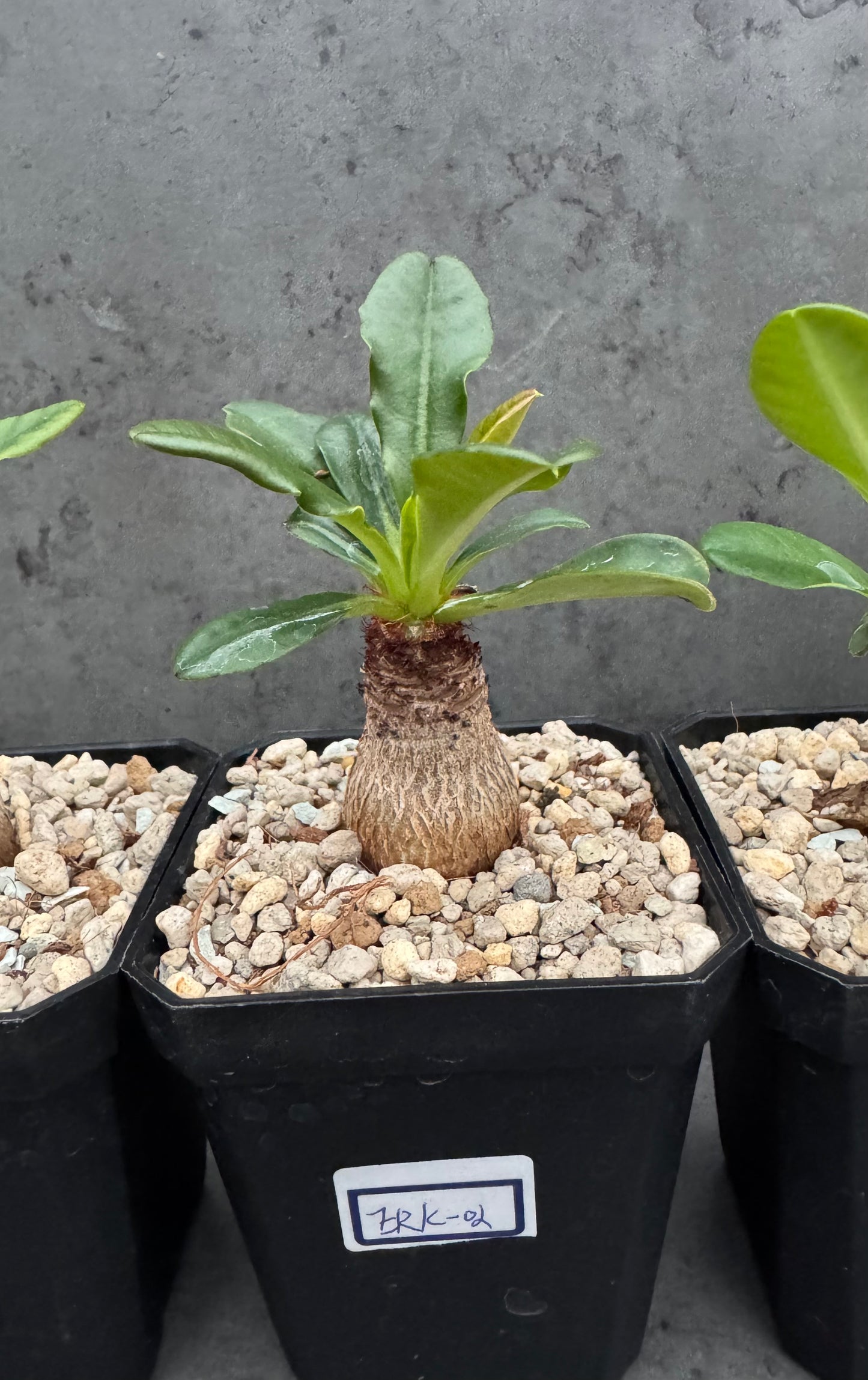Euphorbia ramena