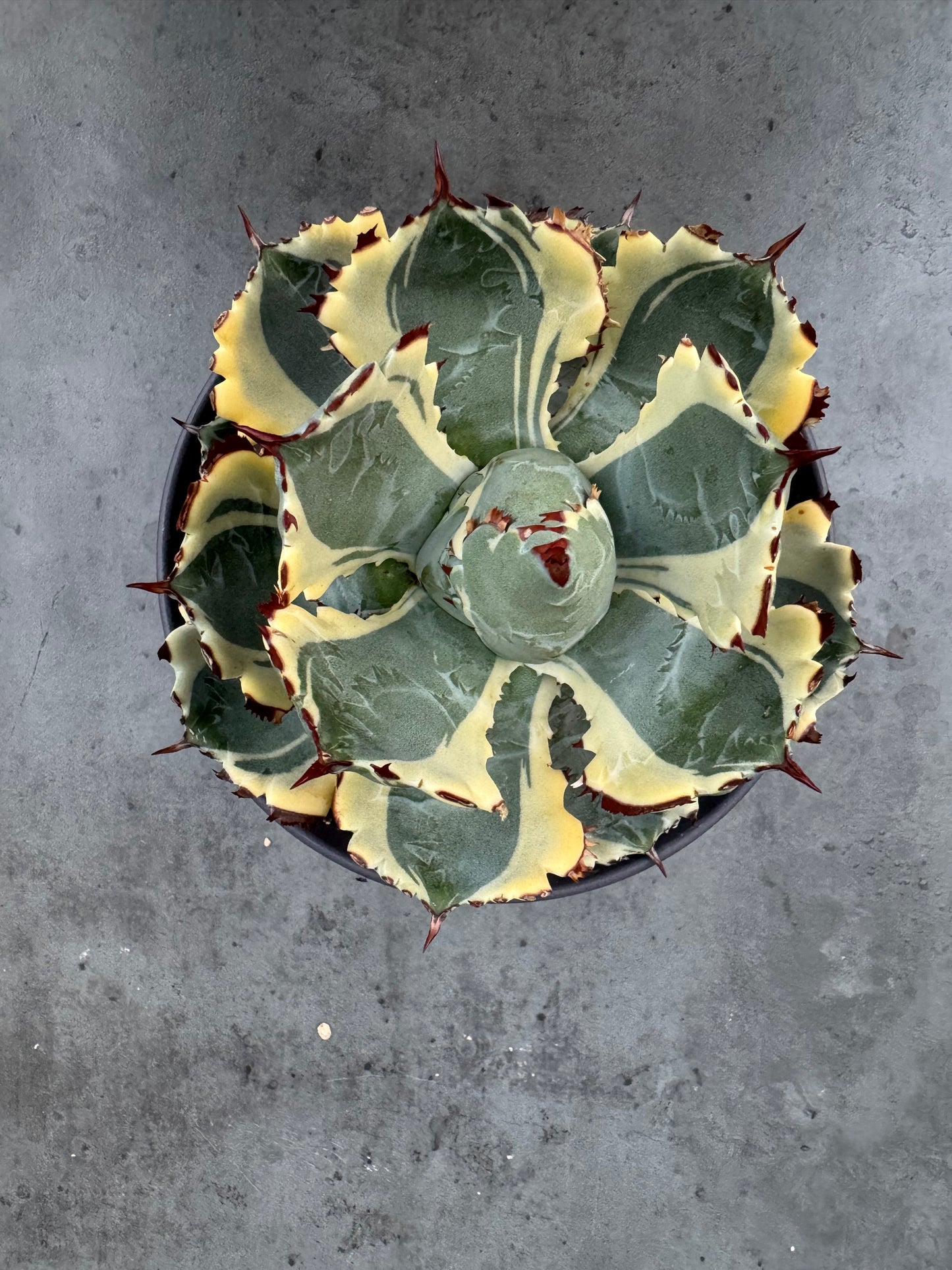 Agave isthmensis kabutogani