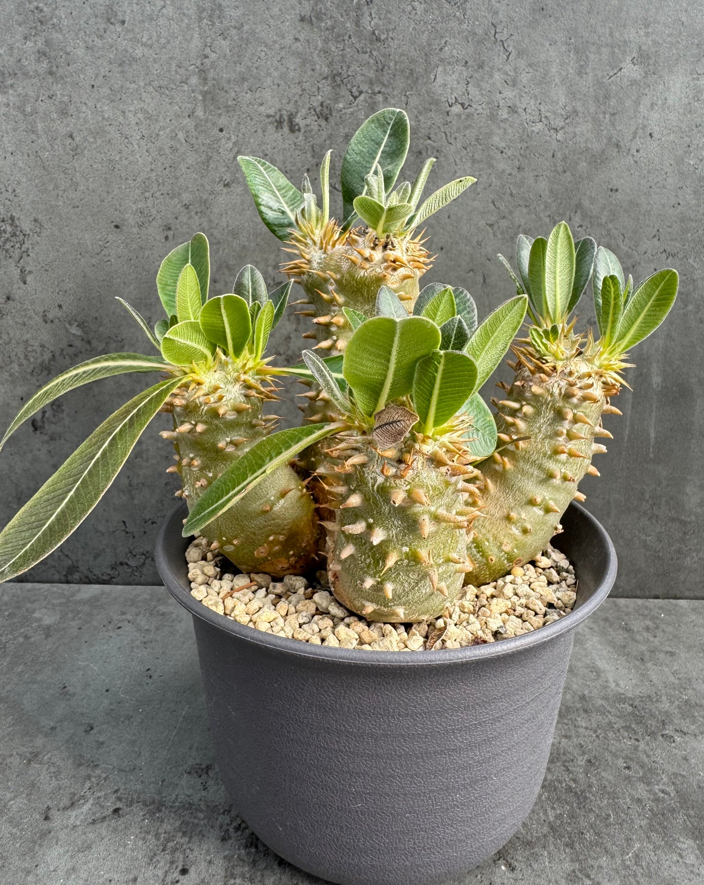 Pachypodium densiflorum große Pflanzen