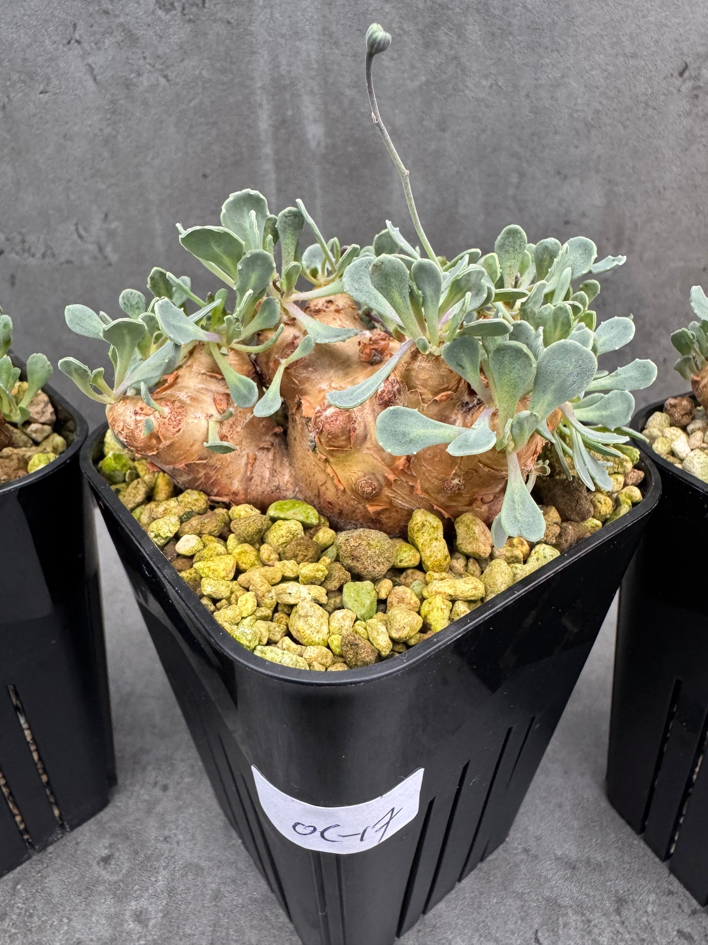 othonna cacalioides - große Pflanzen