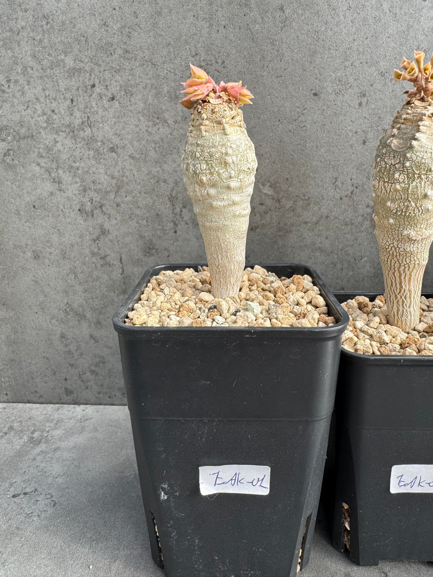 Euphorbia ankarensis