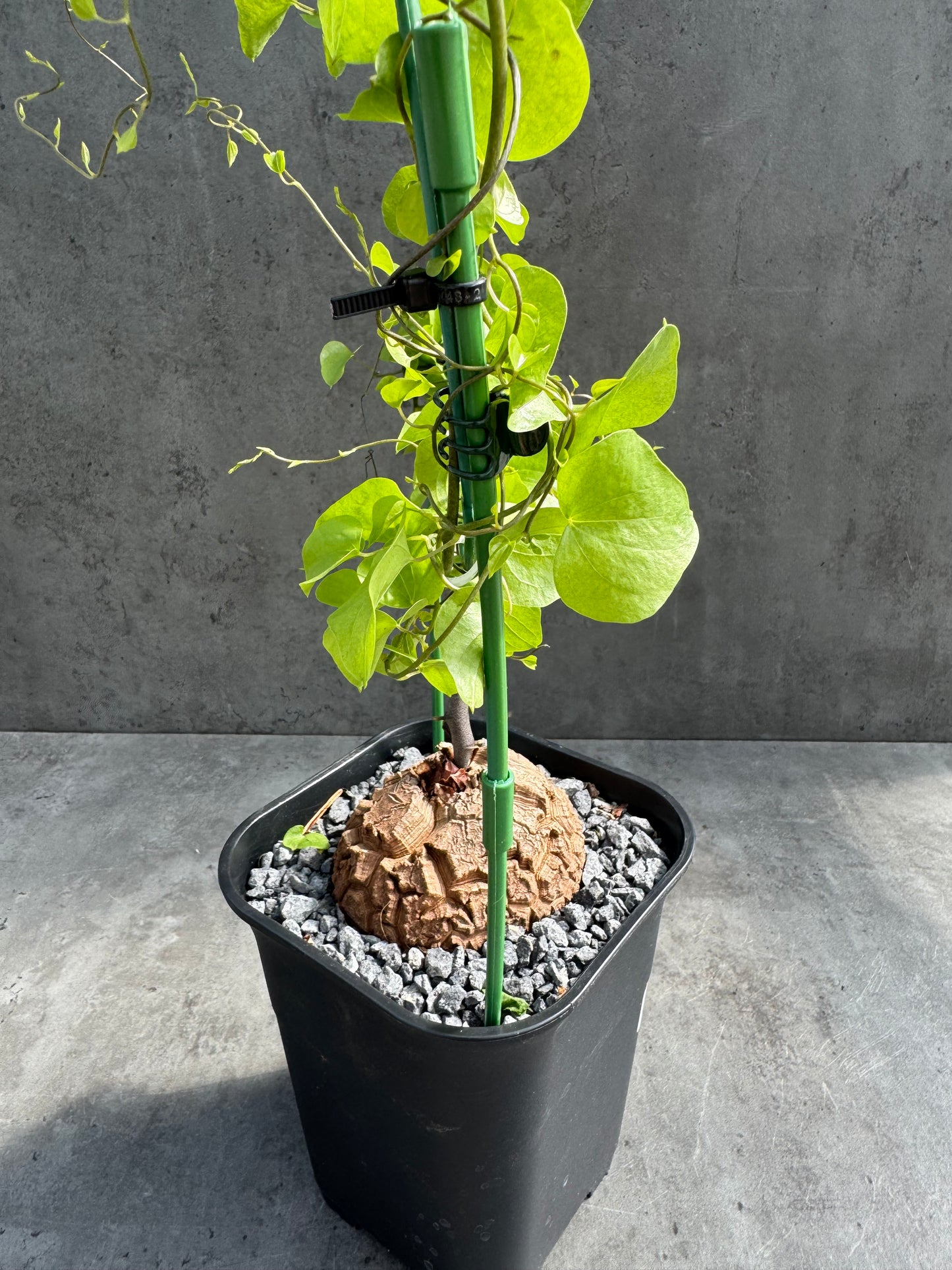 Dioscorea elephantipes – vollständig bewurzeltes Exemplar – Dioe-02