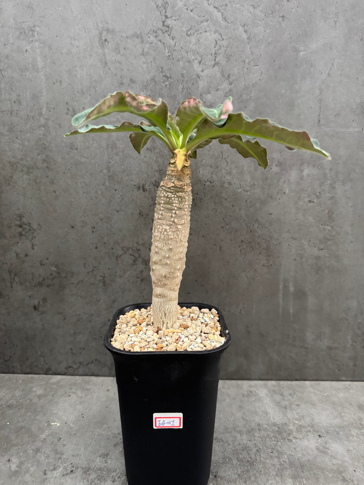 Euphorbia Ankarensis - Große Exemplare