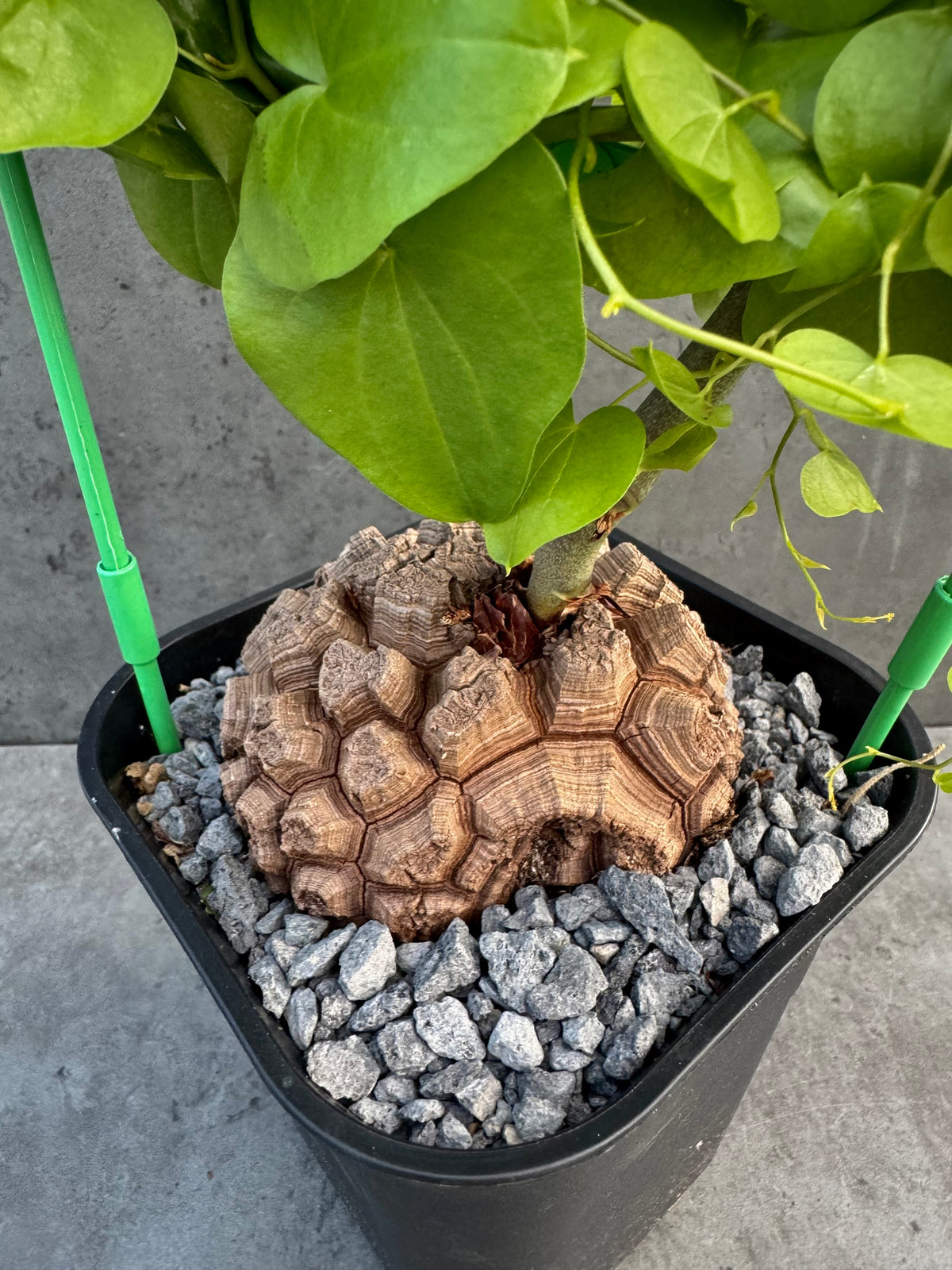 Dioscorea elephantipes – vollständig bewurzeltes Exemplar – Dio-10