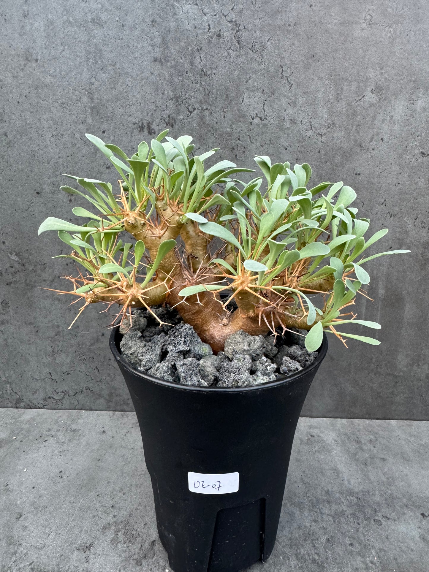 Othonna euphorbioides - große Pflanzen