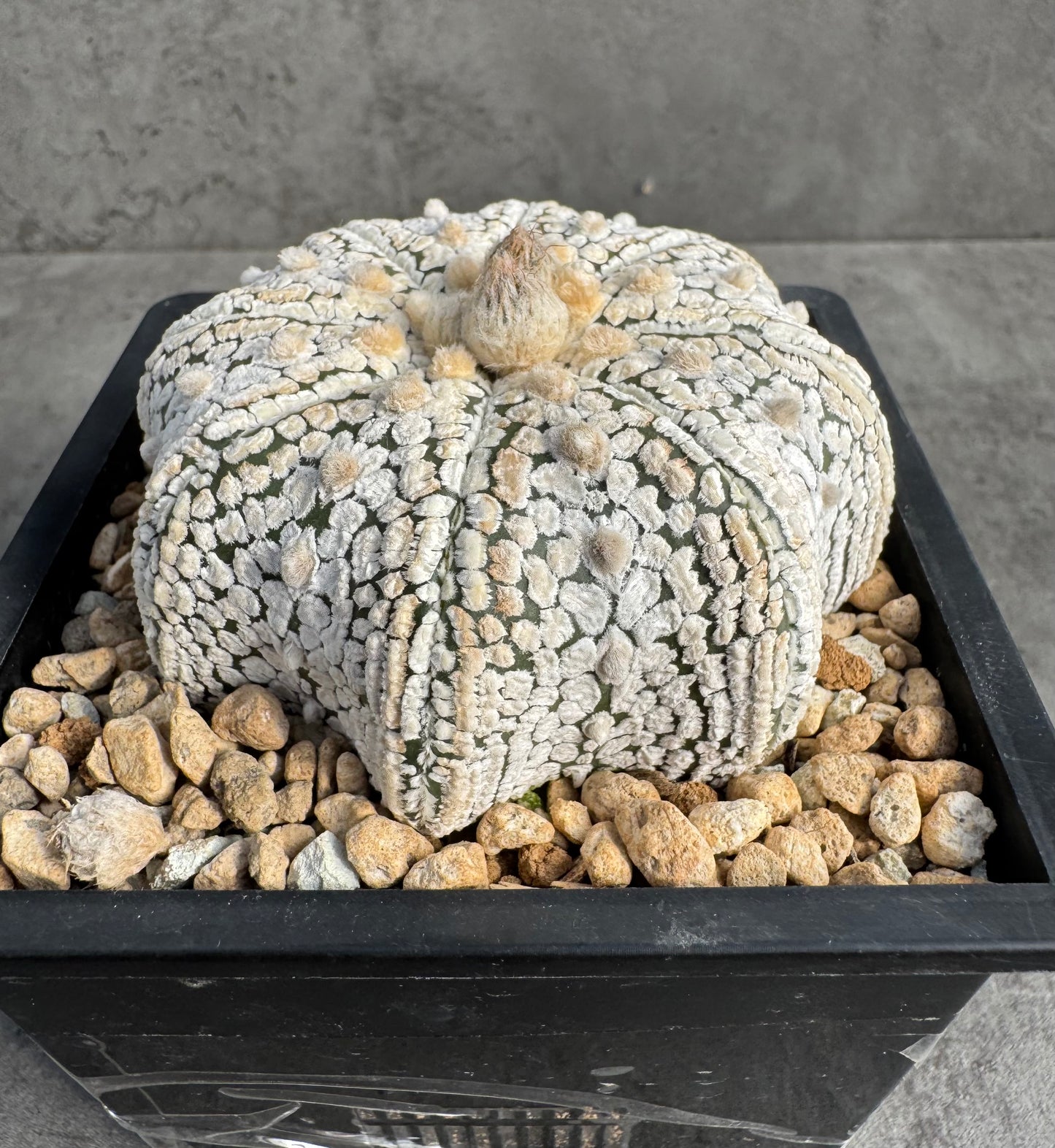 Astrophytum asterias miracle