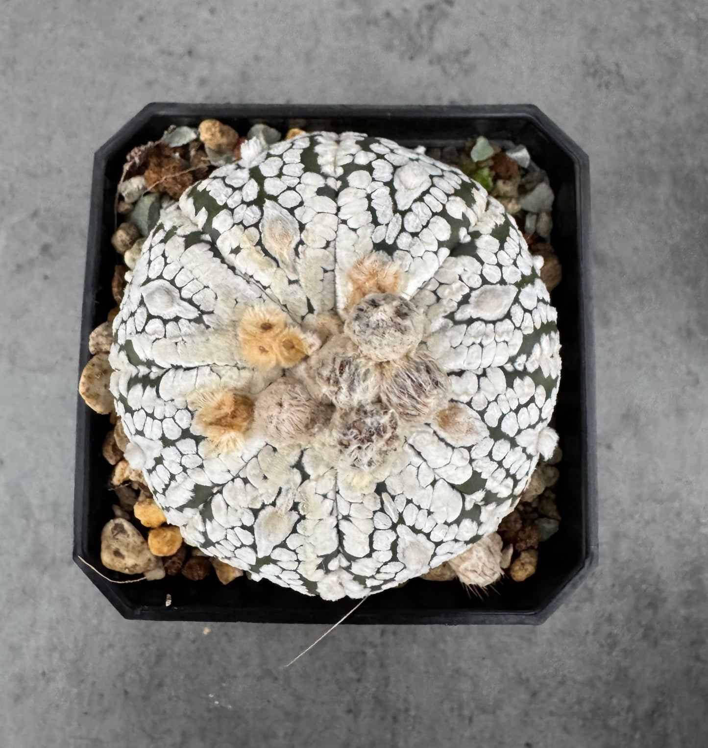Astrophytum asterias Super kabuto