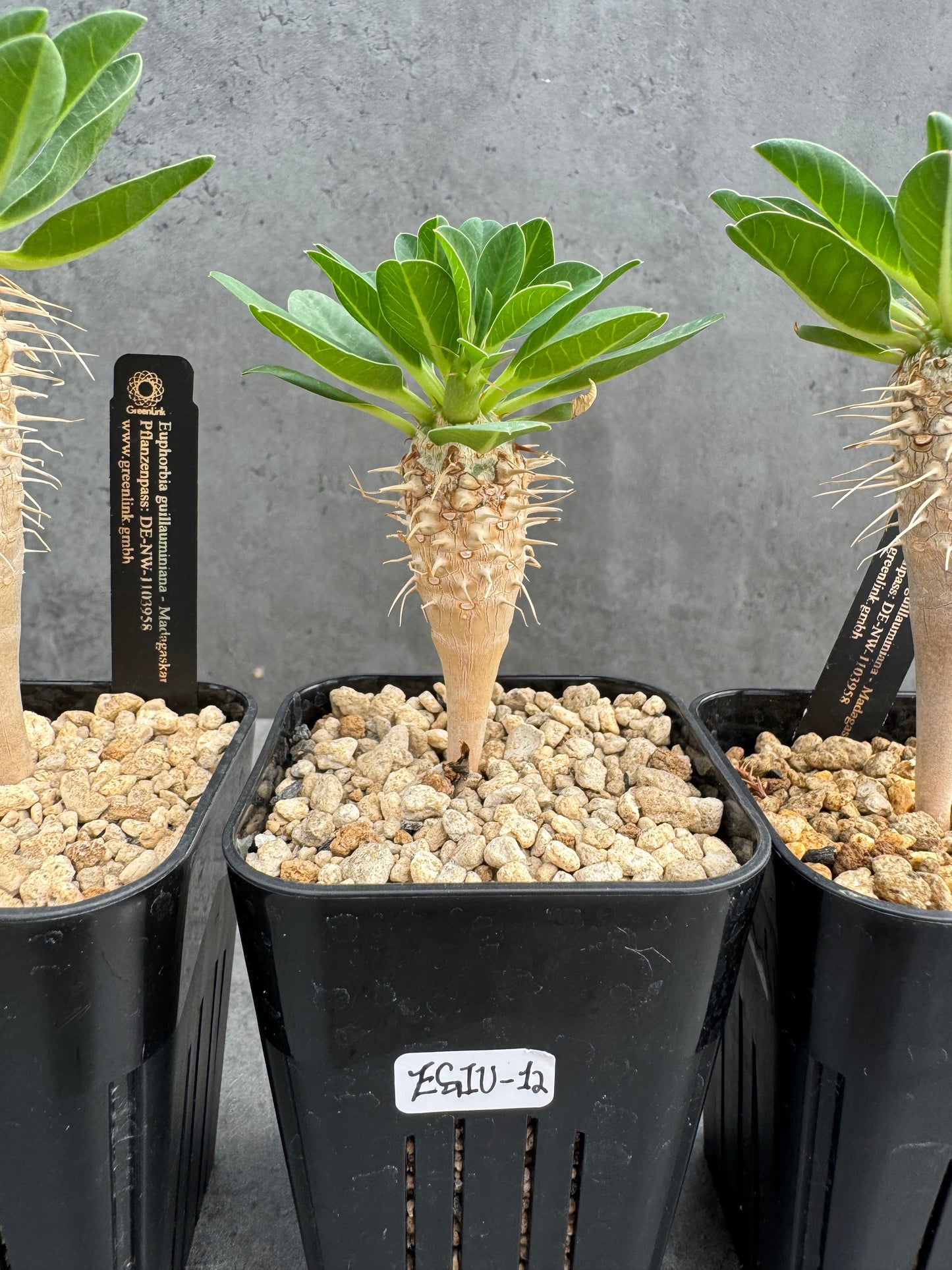 Euphorbia guillauminiana