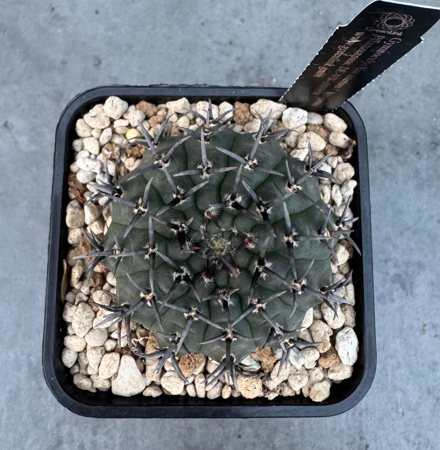 Gymnocalycium asterium f. nigrispina