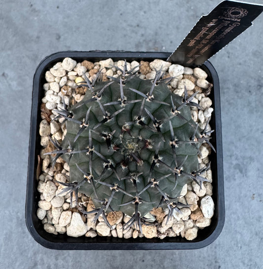 Gymnocalycium asterium f. nigrispina