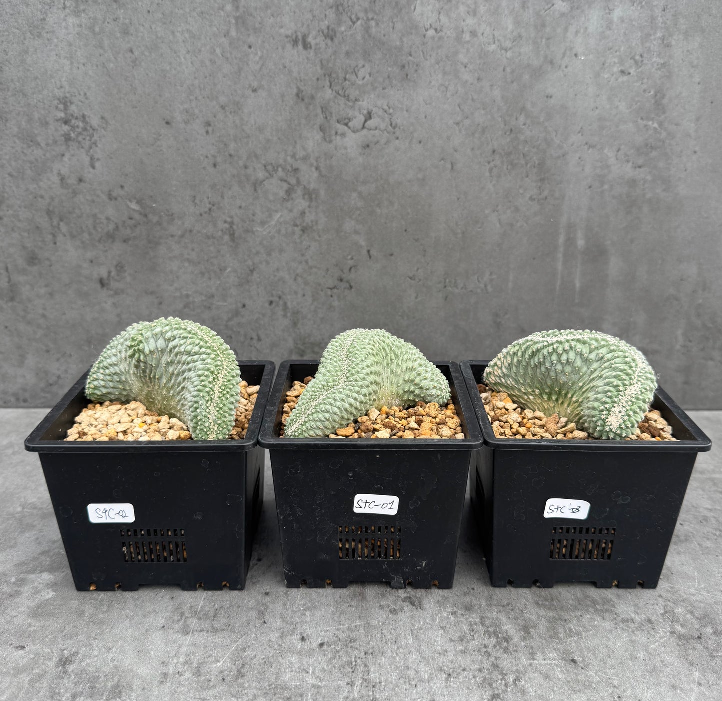 Strombocactus disciformis f. cristata – wurzelechte, blühfähige Exemplare
