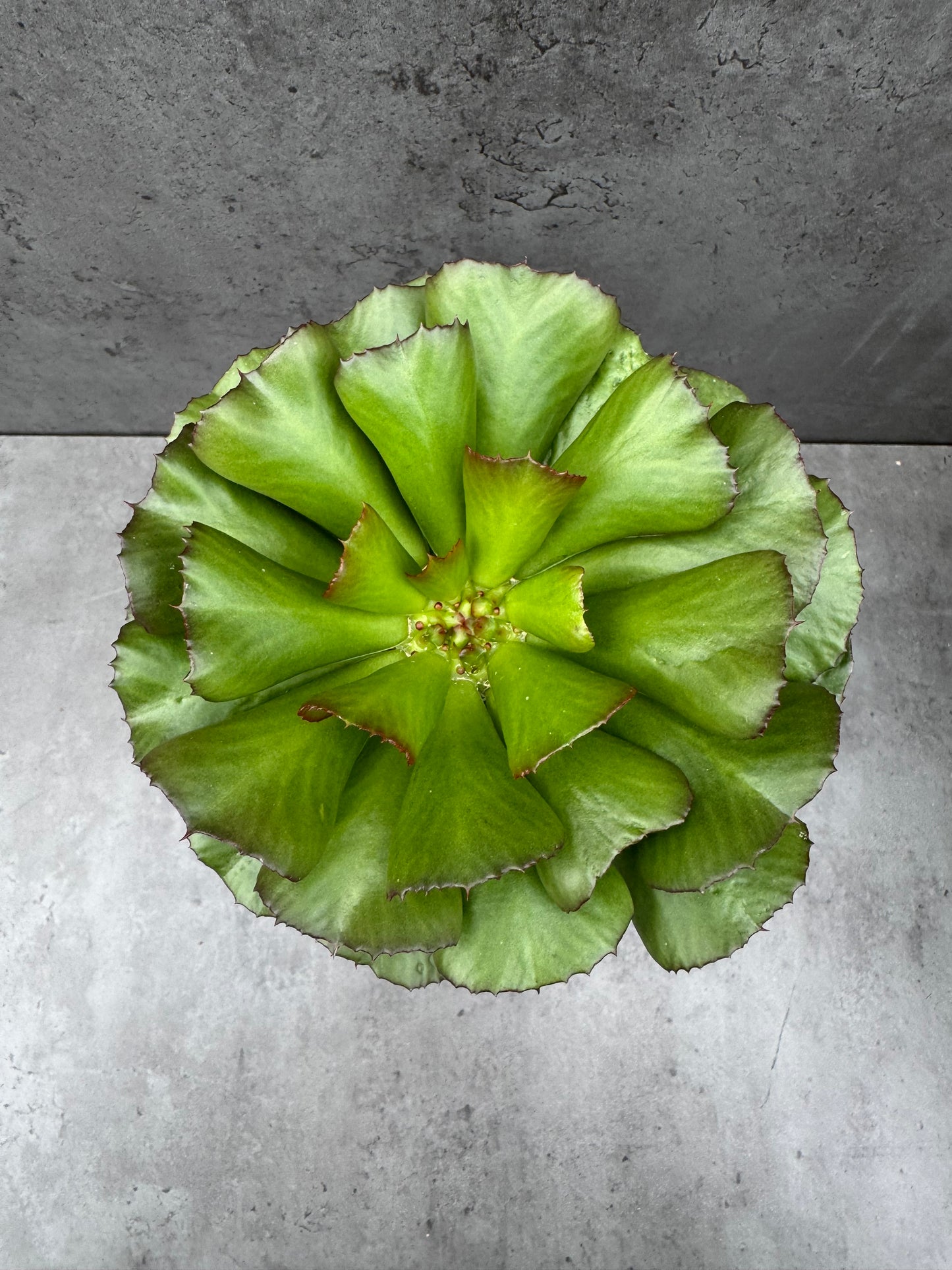 Euphorbia unispina - wurzelechte Exemplare