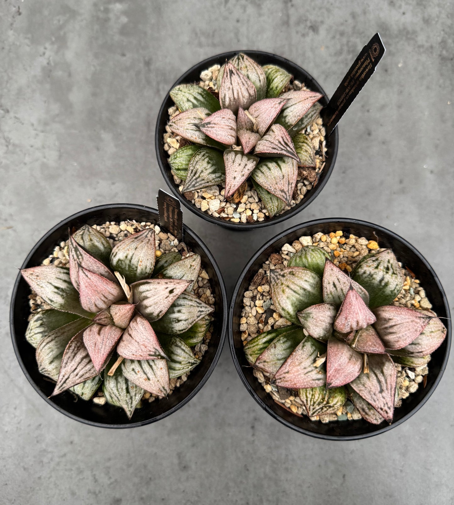 Haworthia splendens ‚Princess Kazunomiya‘